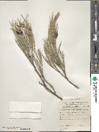 Grevillea hookeriana image