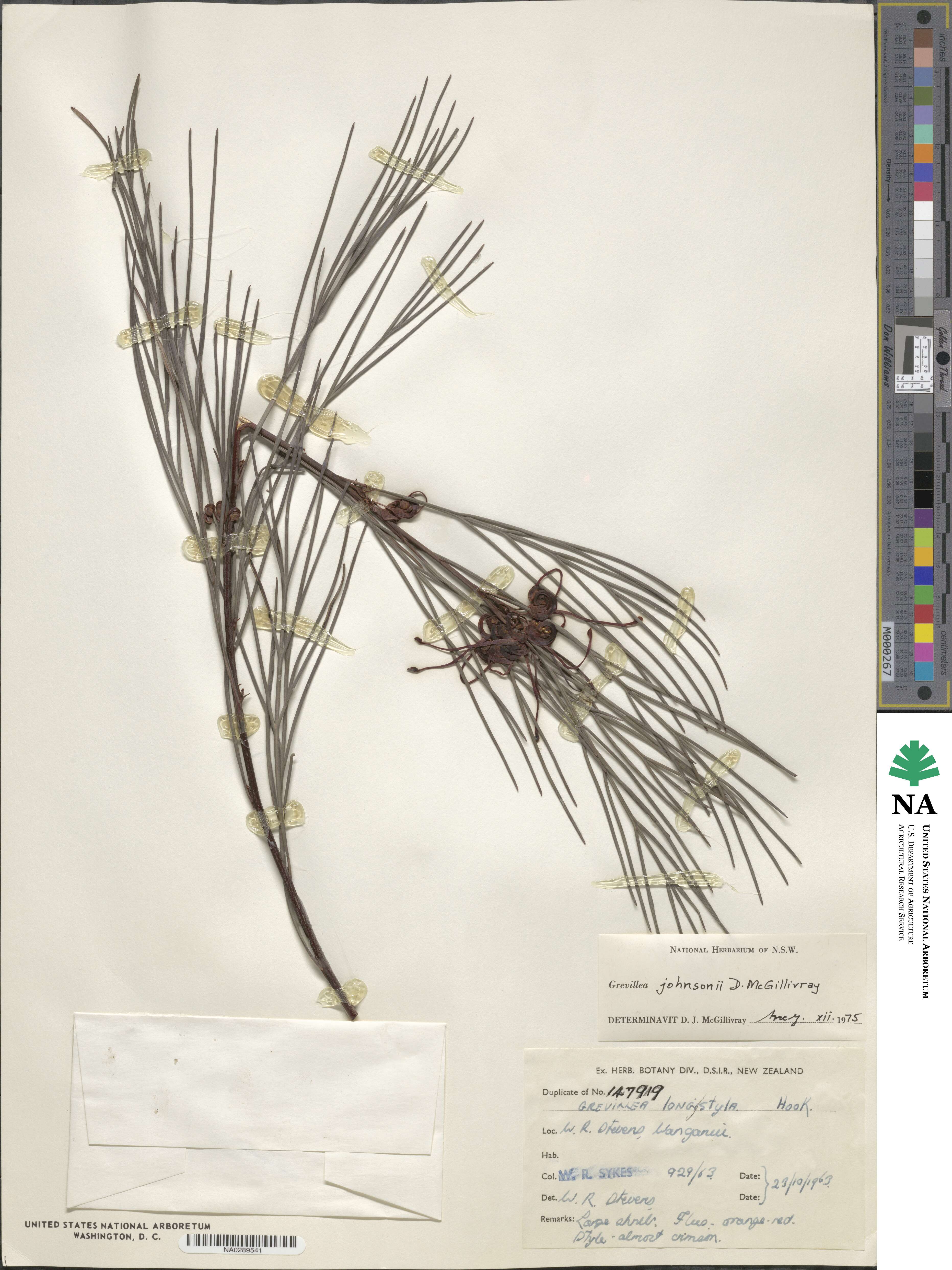 Grevillea johnsonii image