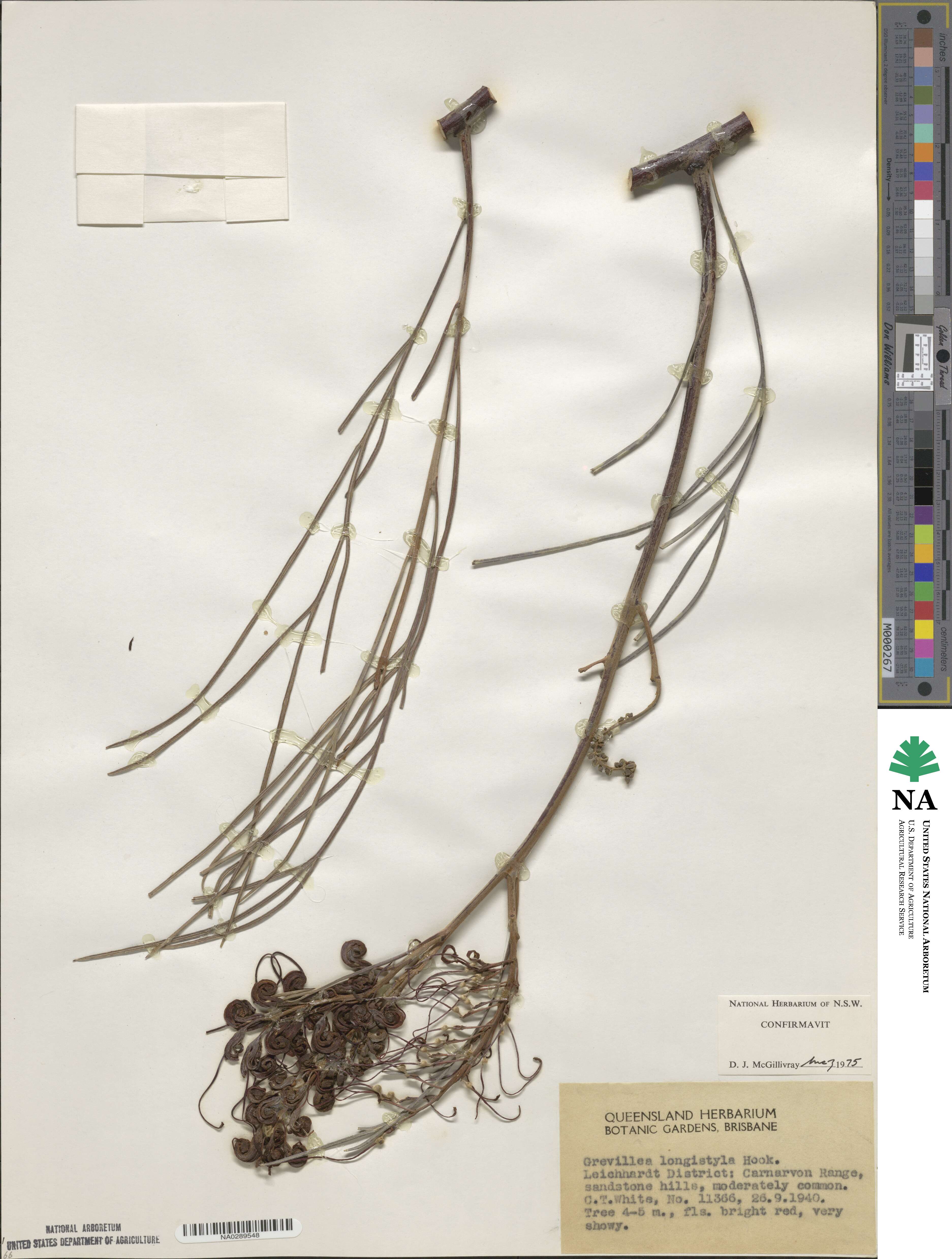 Grevillea longistyla image