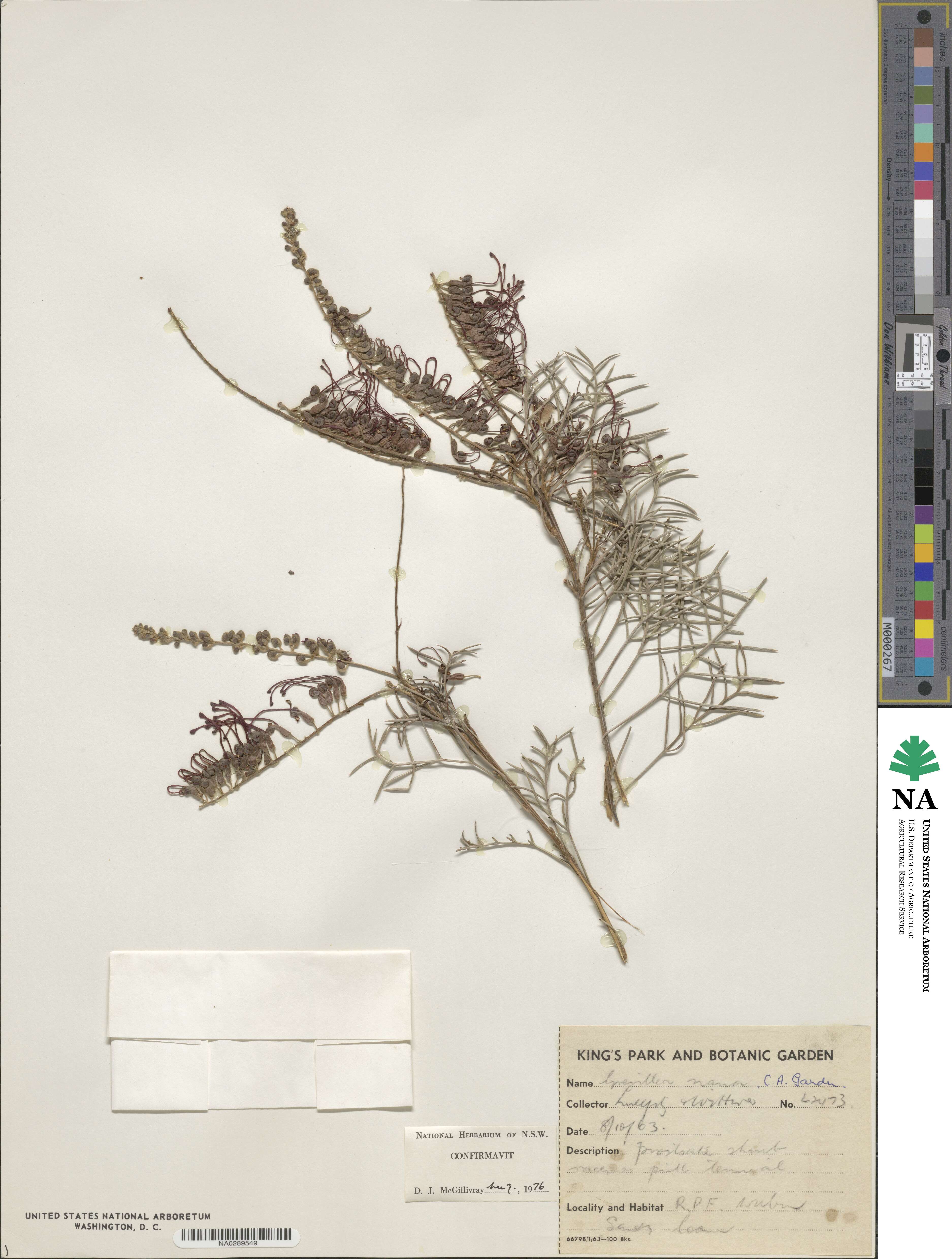 Grevillea nana image