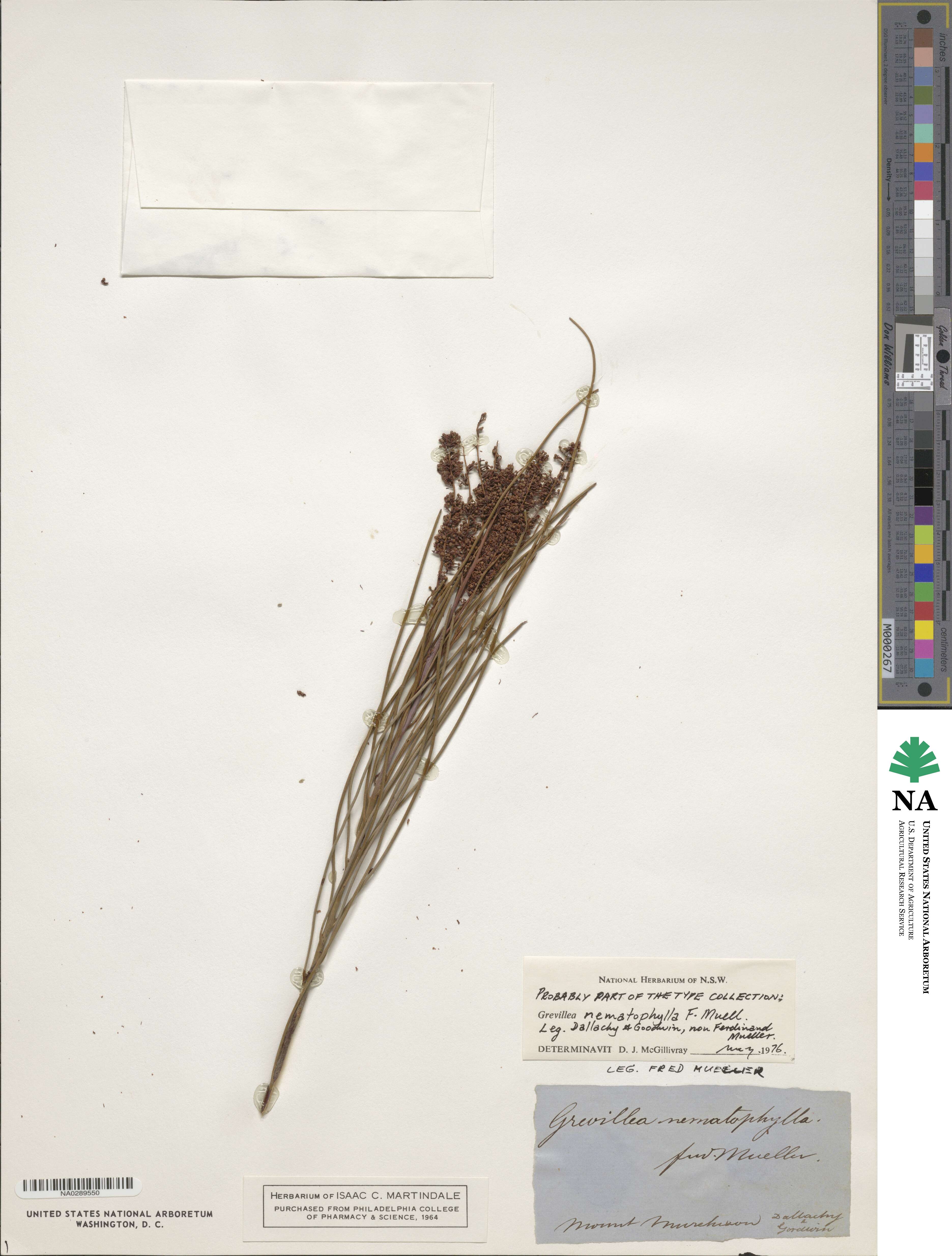 Grevillea nematophylla image