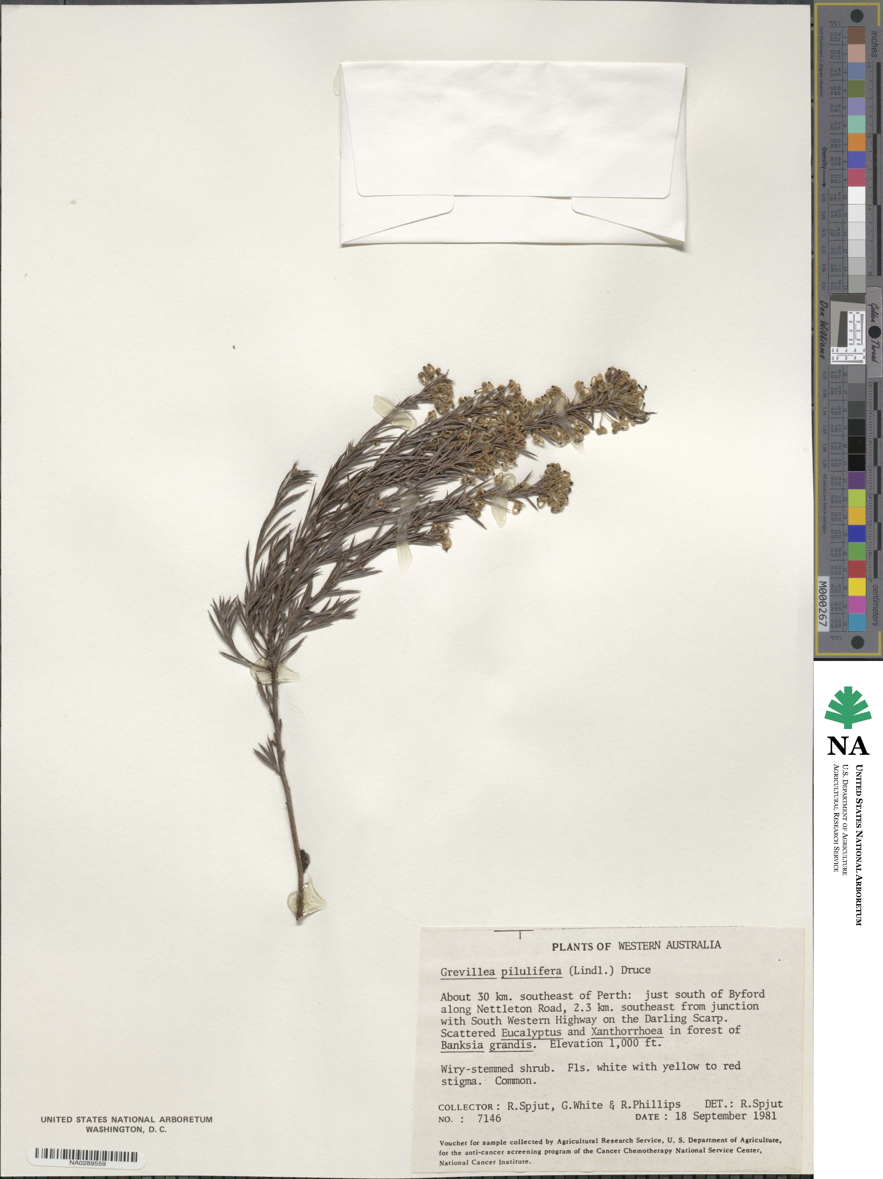 Grevillea pilulifera image