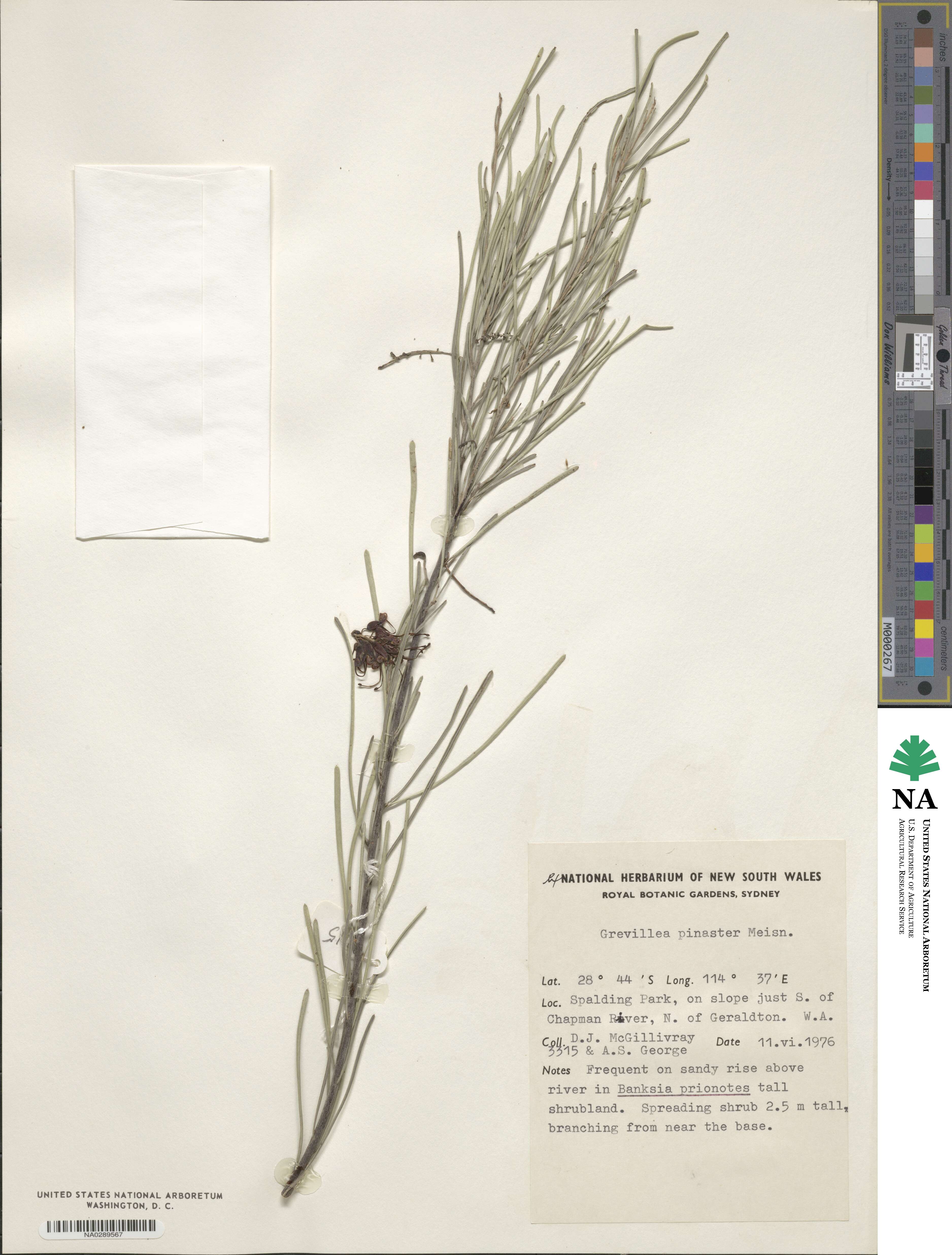 Grevillea pinaster image