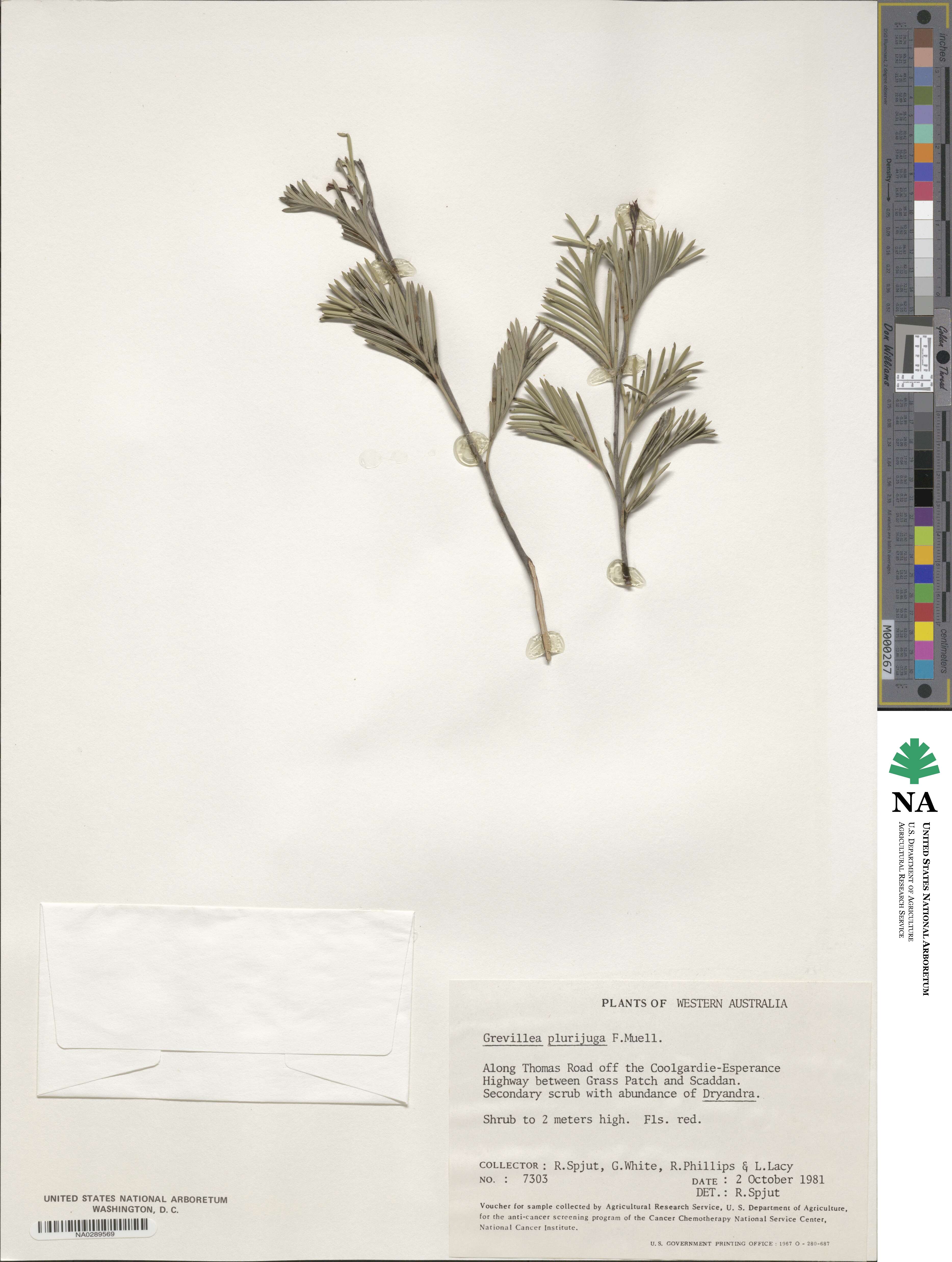Grevillea plurijuga image