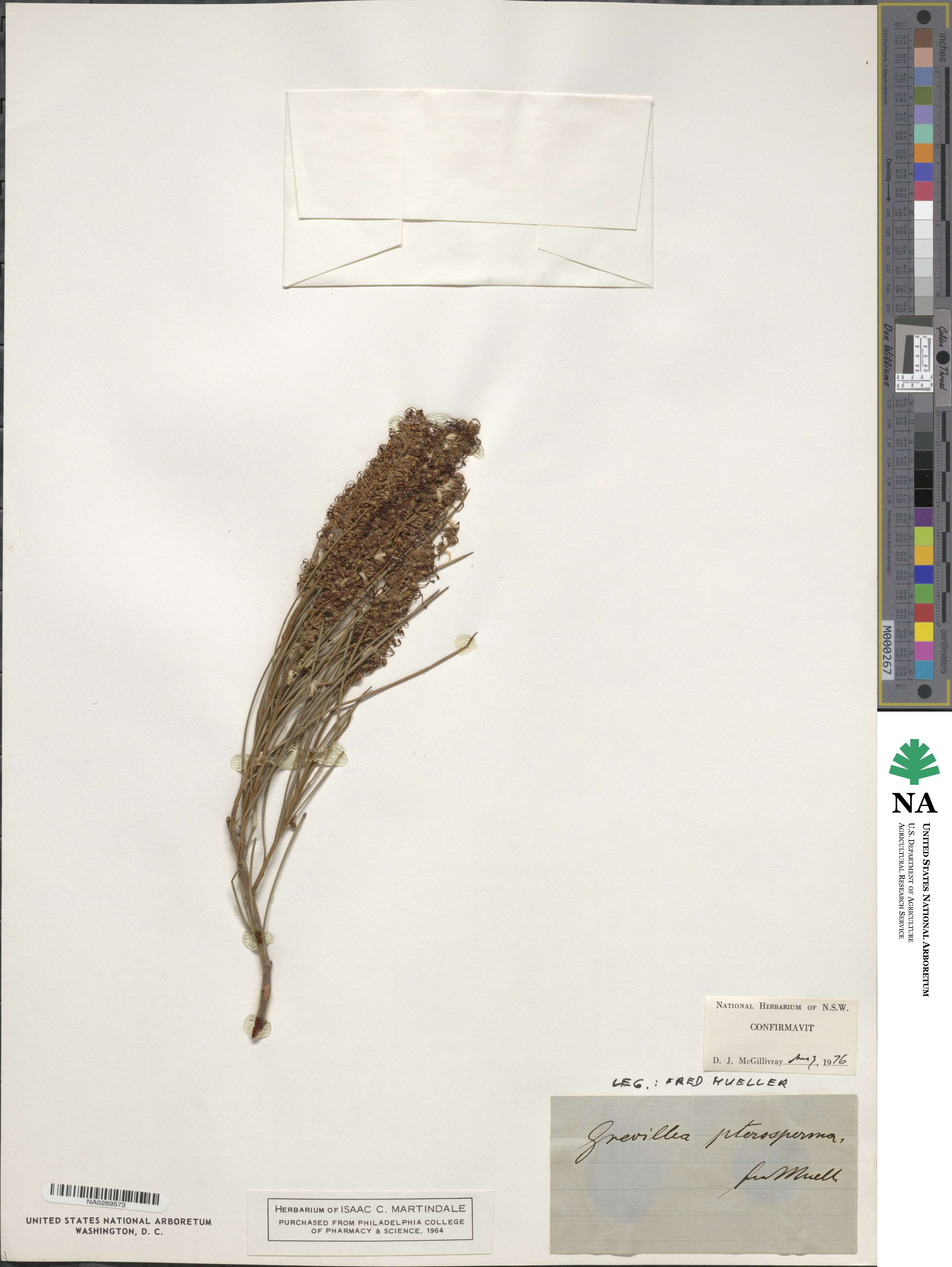 Grevillea pterosperma image