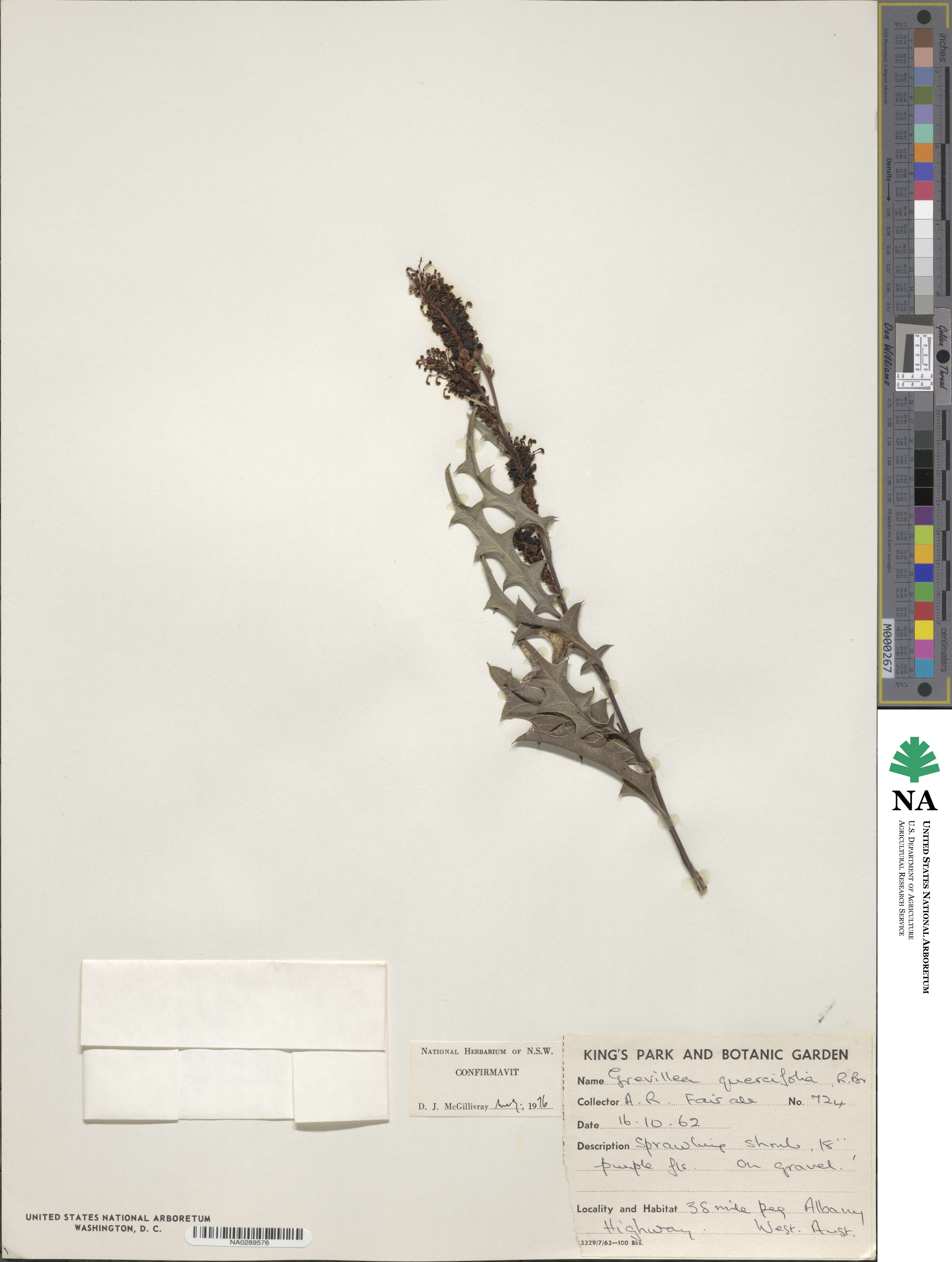 Grevillea quercifolia image