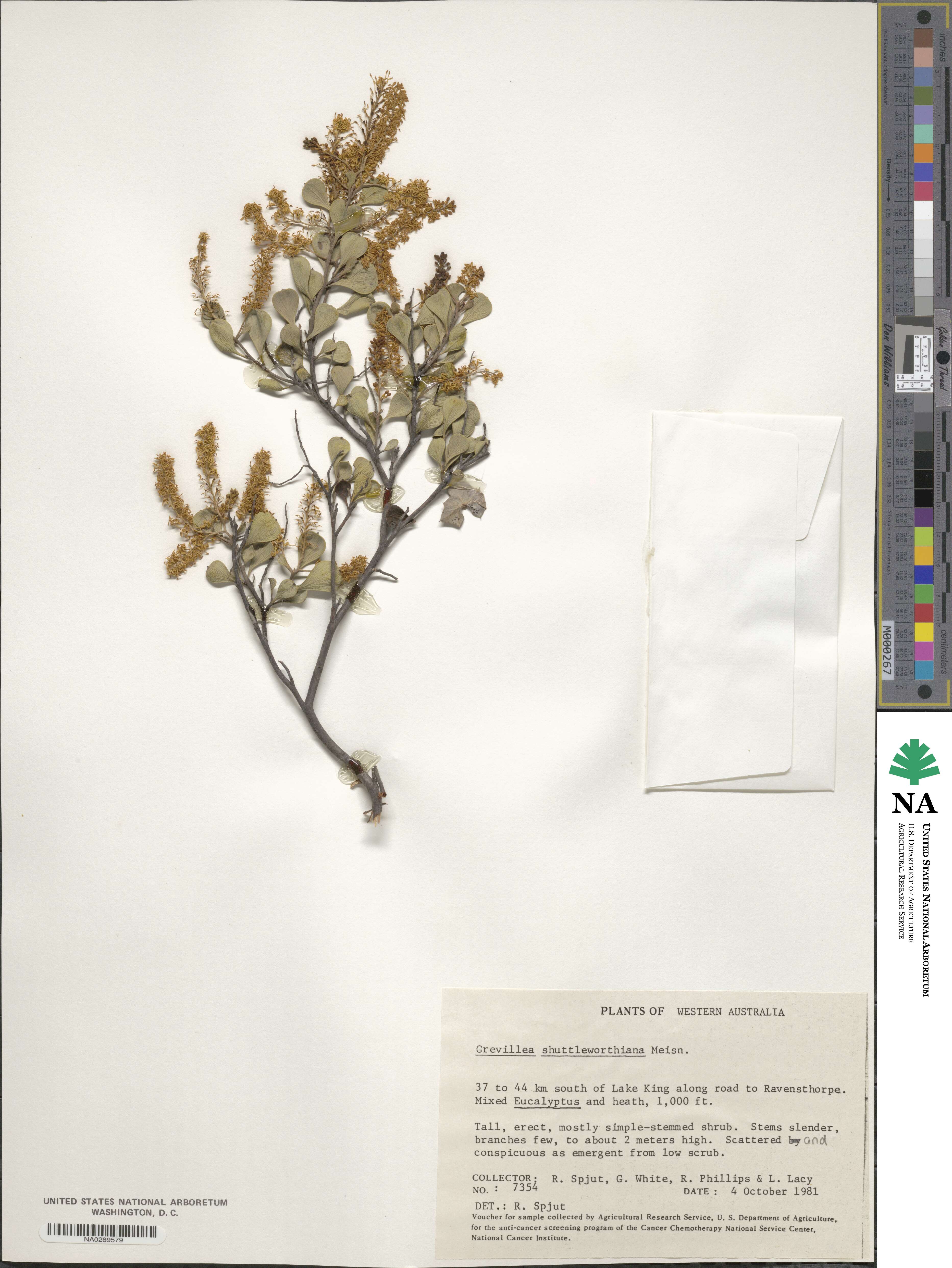 Grevillea shuttleworthiana image