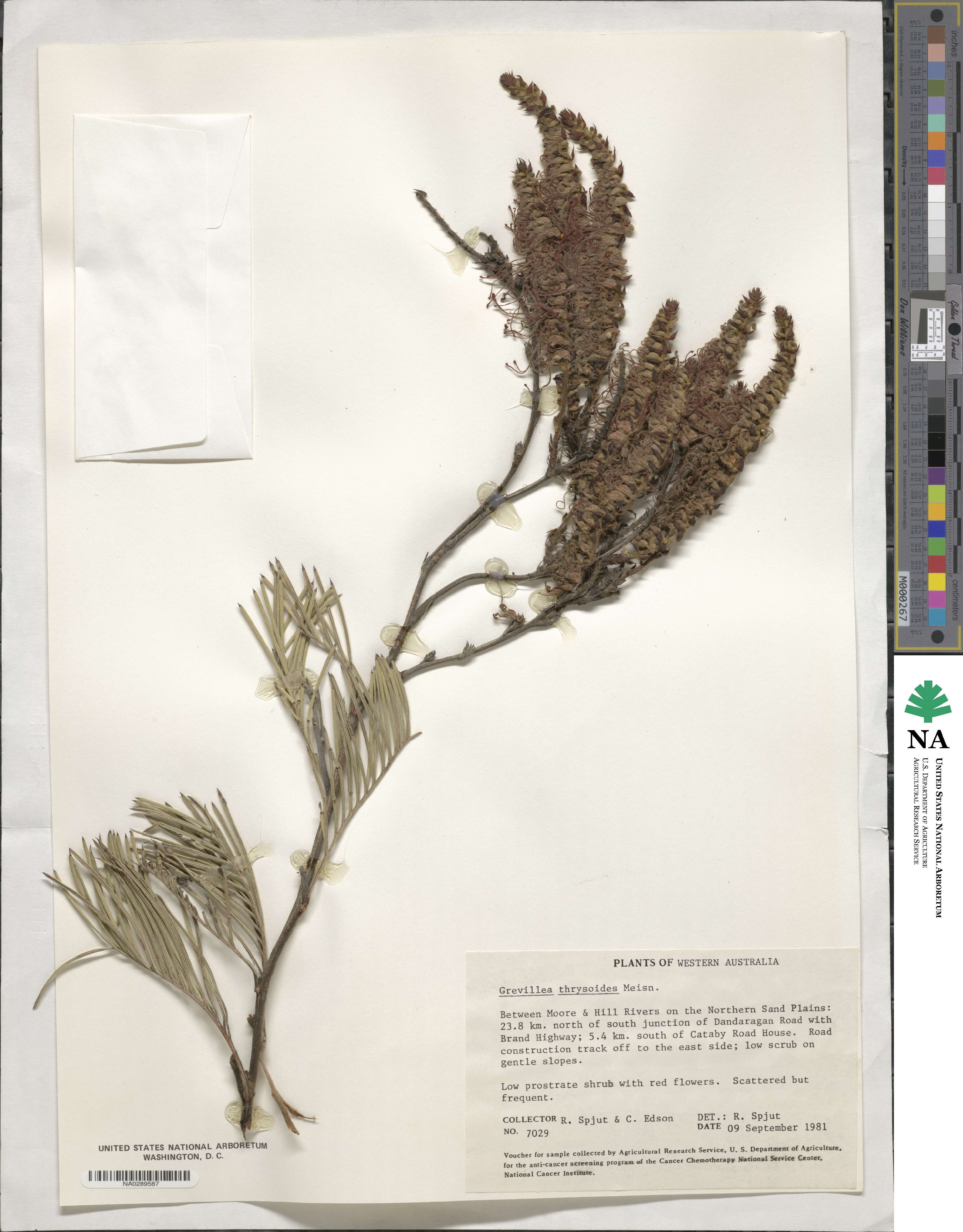 Grevillea image