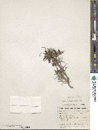 Image of Grevillea asparagoides
