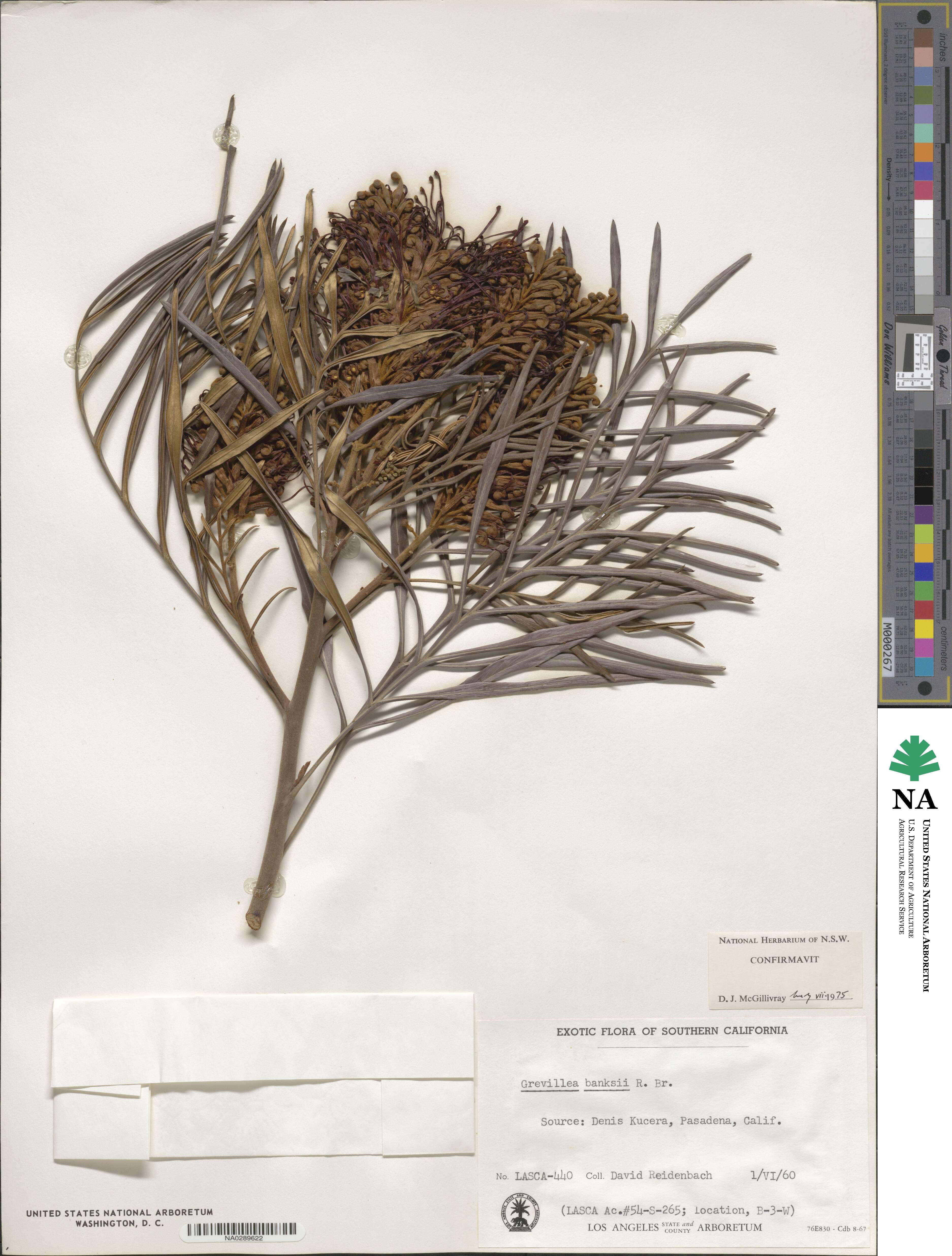 Grevillea banksii image