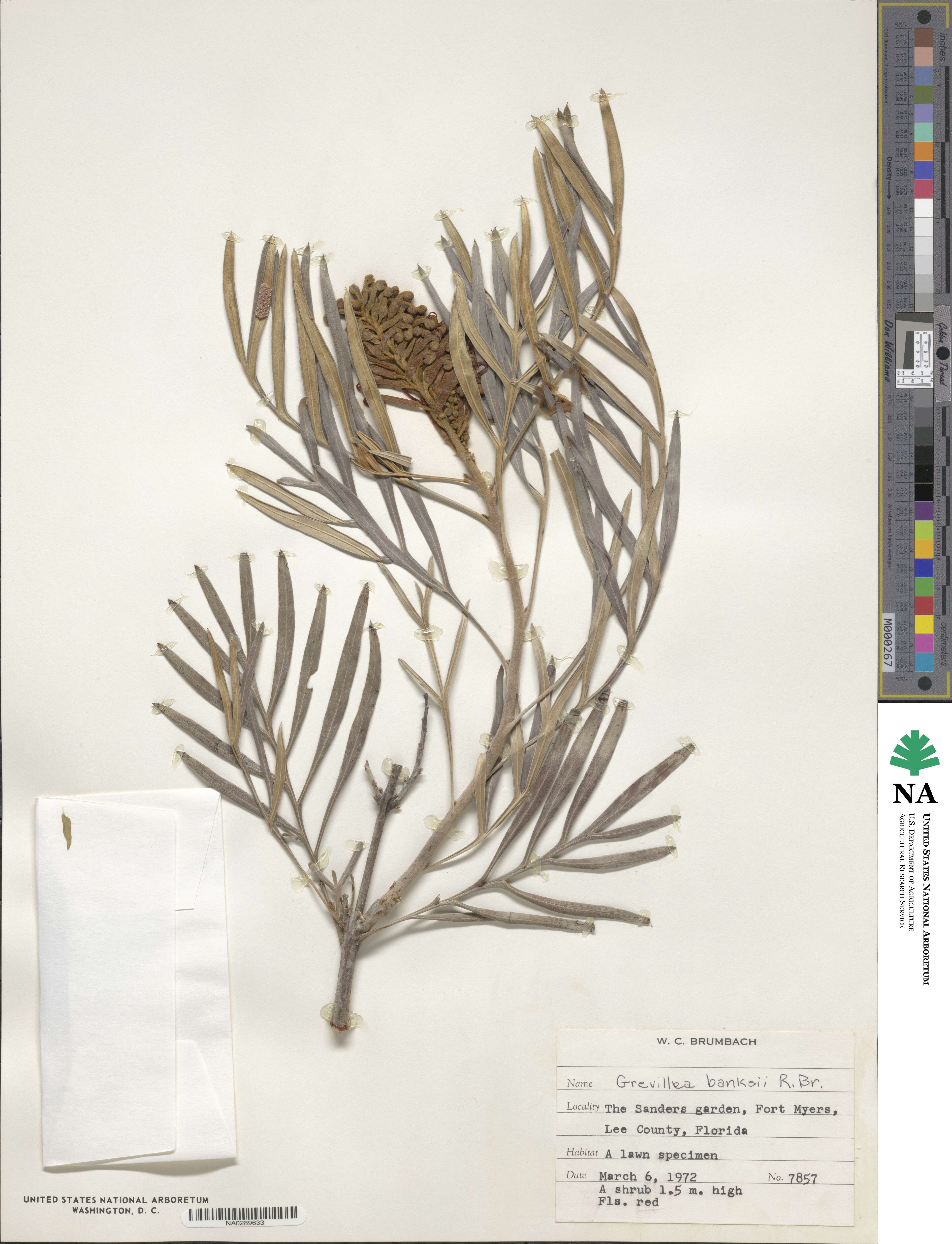 Grevillea banksii image