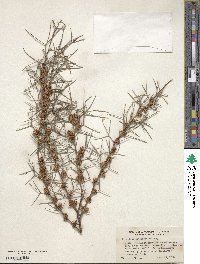 Grevillea biternata image