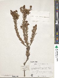 Grevillea buxifolia image
