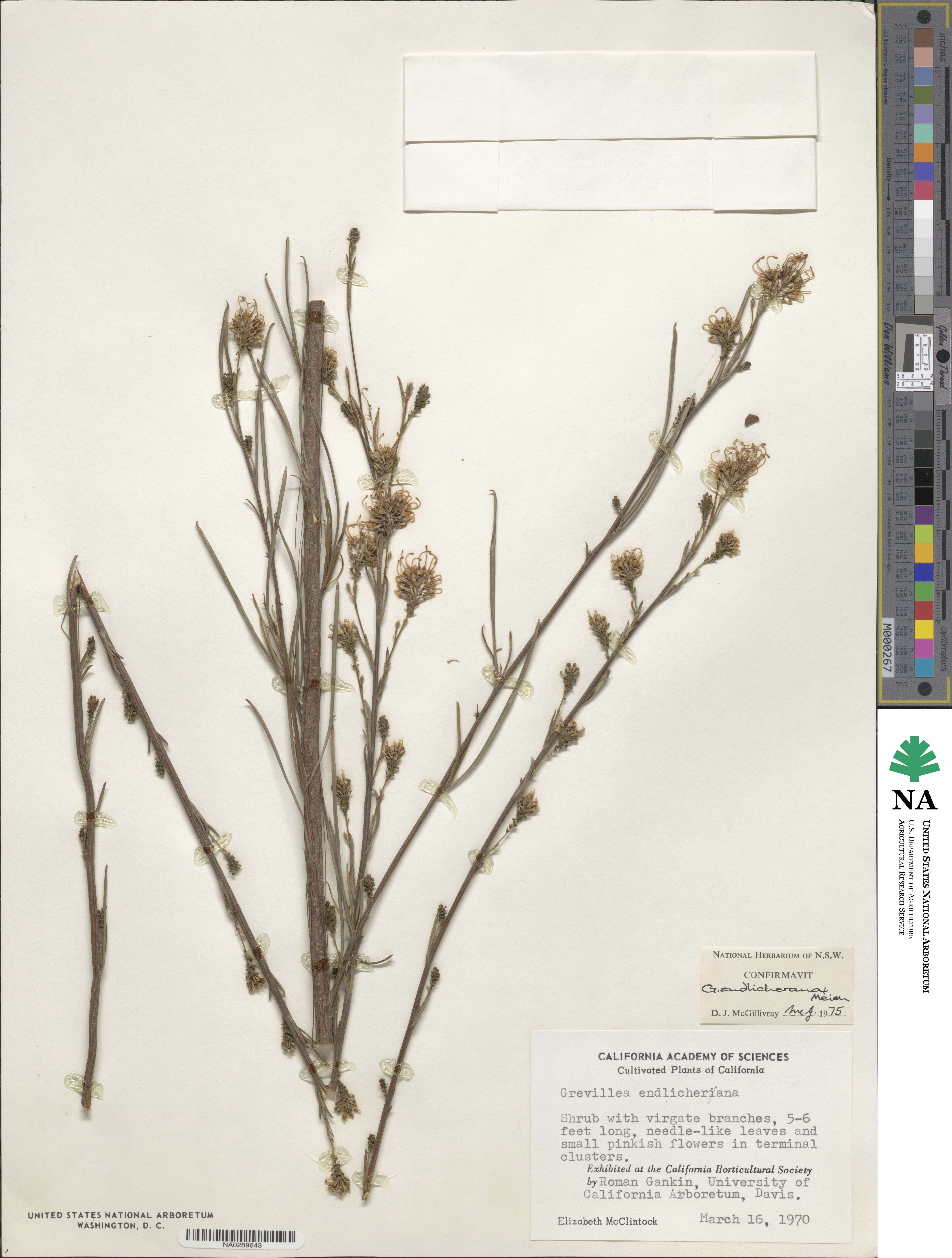 Grevillea endlicheriana image