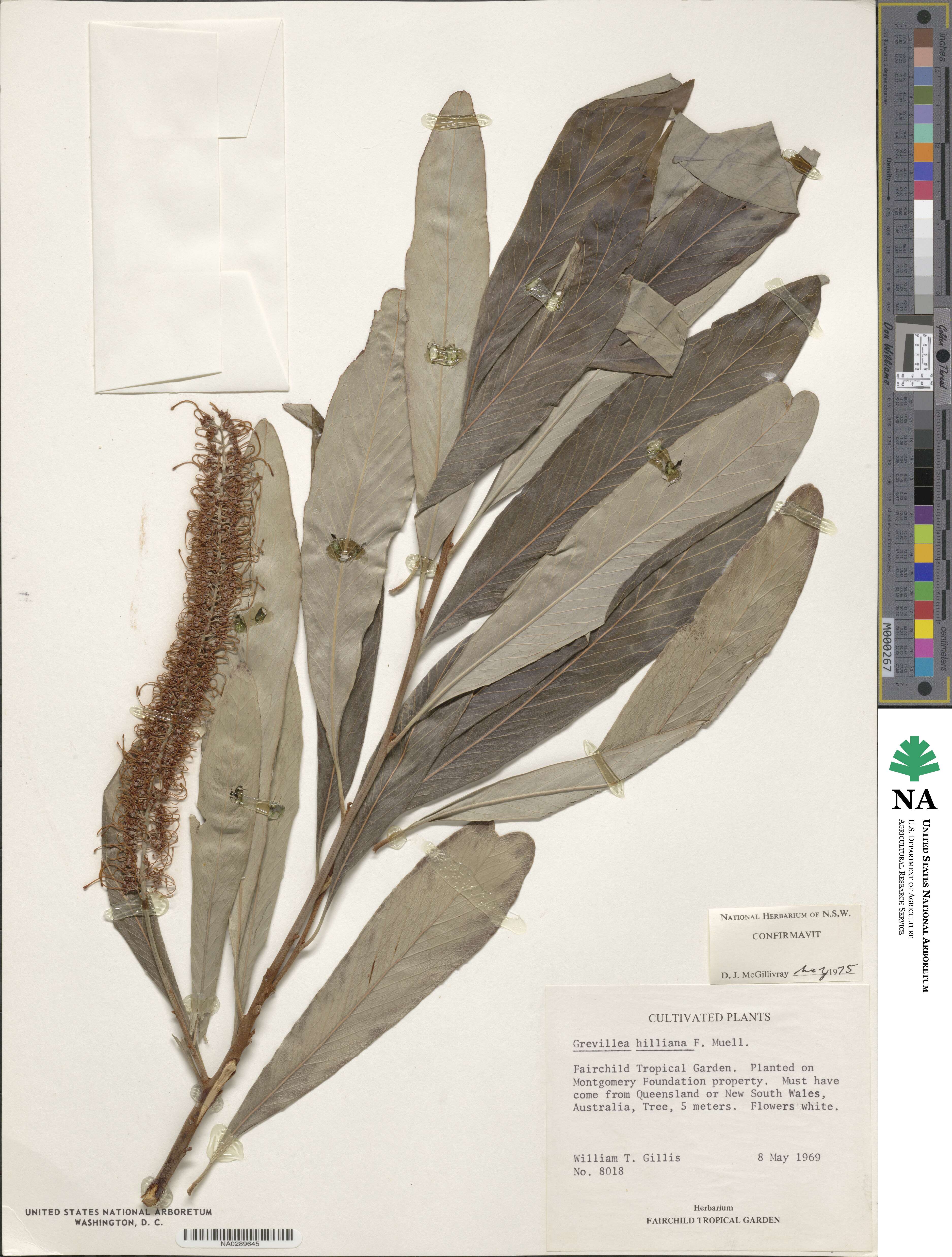 Grevillea hilliana image