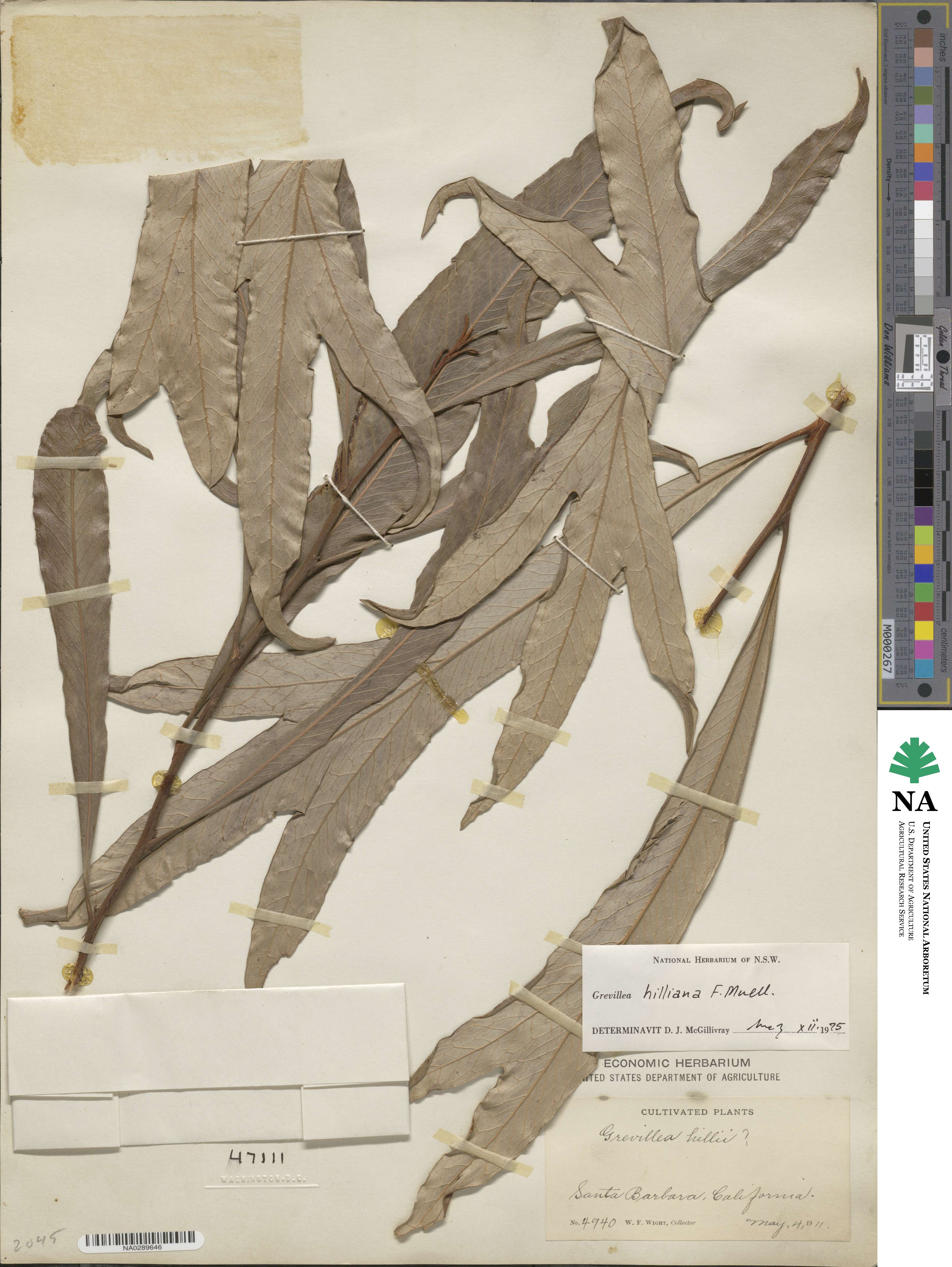 Grevillea hilliana image