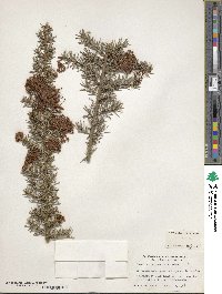 Grevillea juniperina image