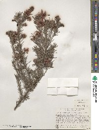 Grevillea lanigera image