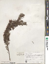 Grevillea lanigera image