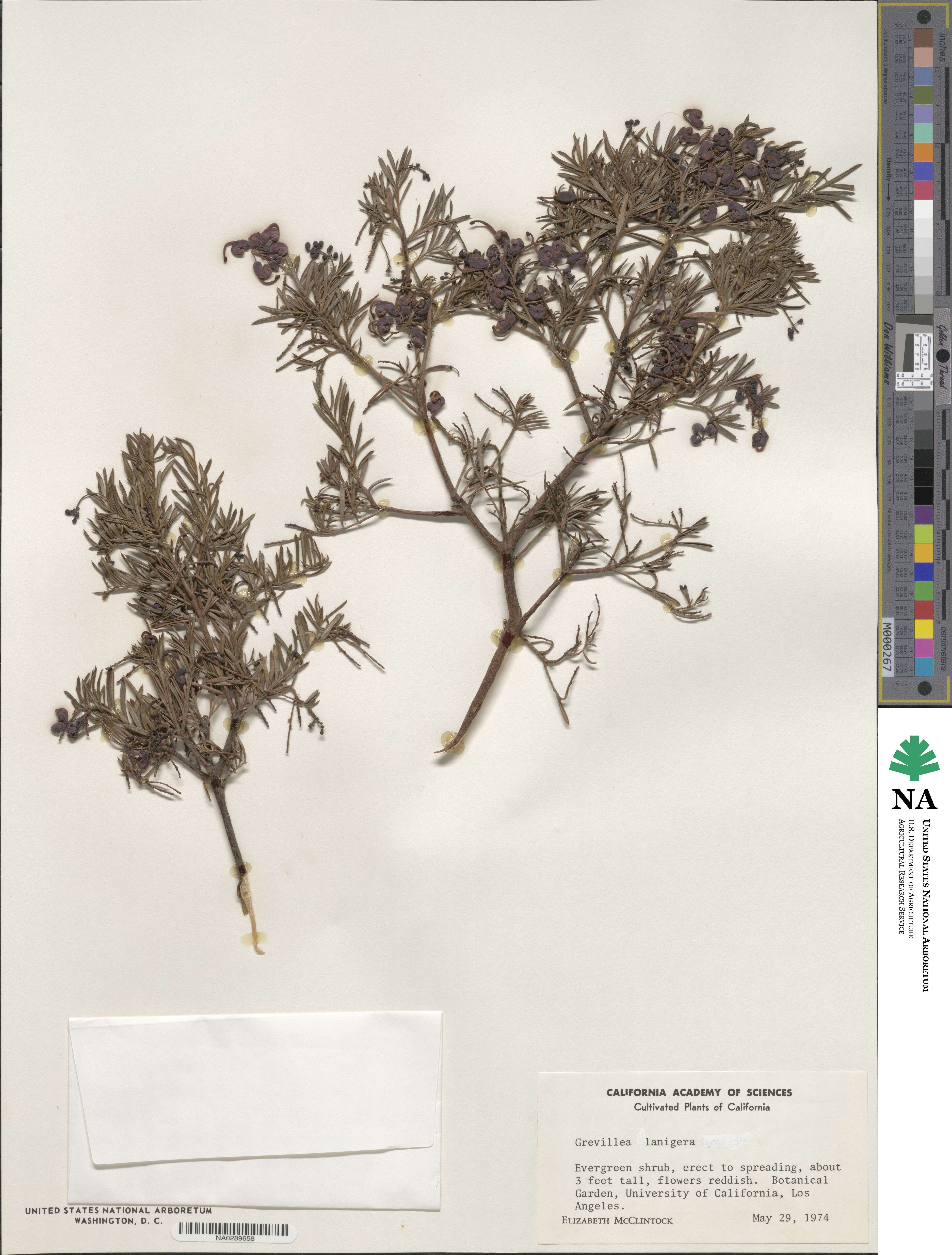 Grevillea lanigera image