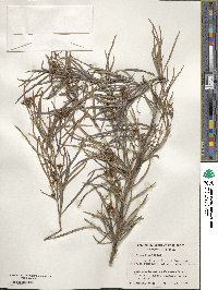 Grevillea linearis image