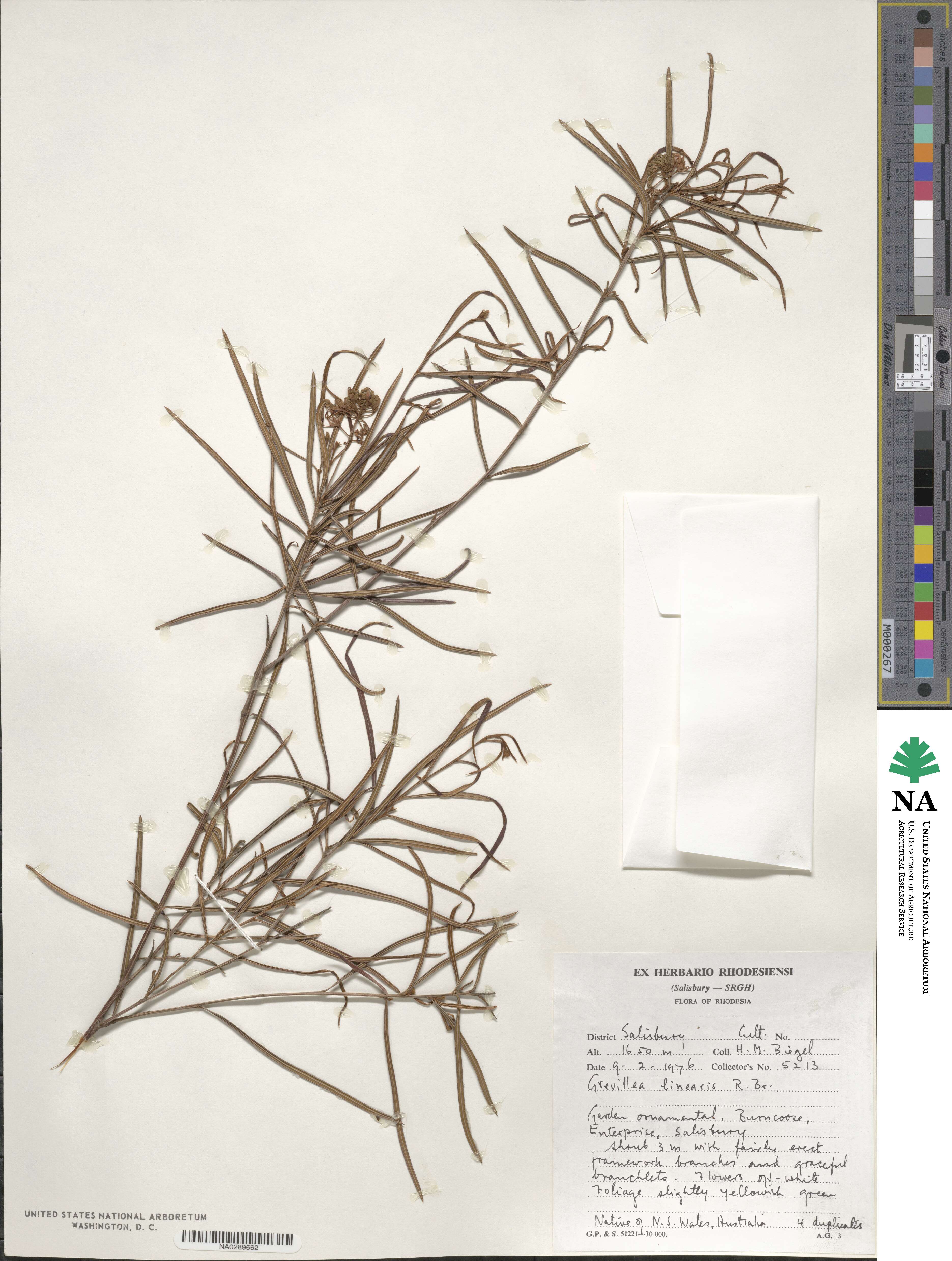 Grevillea linearis image