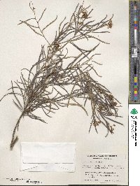 Grevillea linearis image