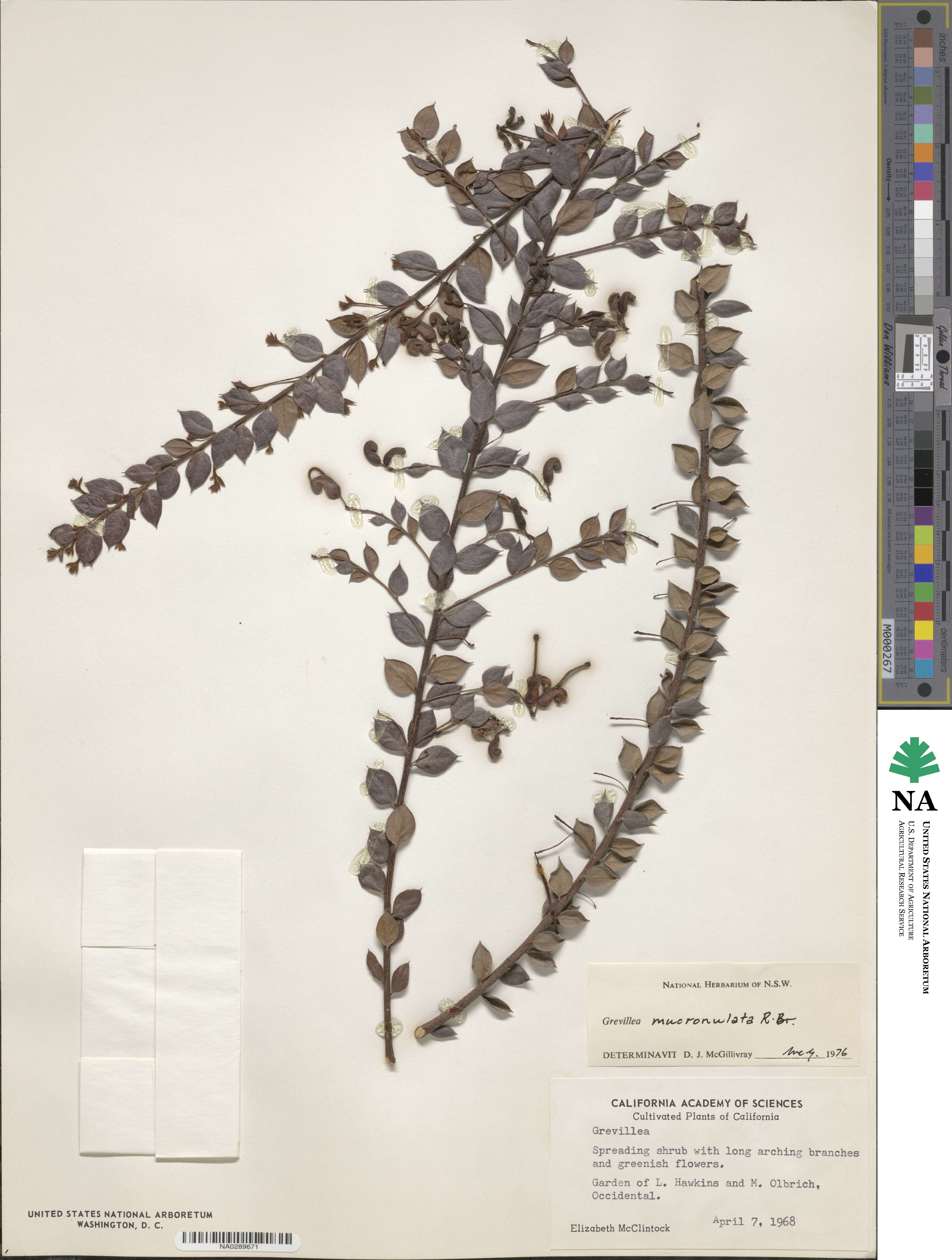 Grevillea mucronulata image