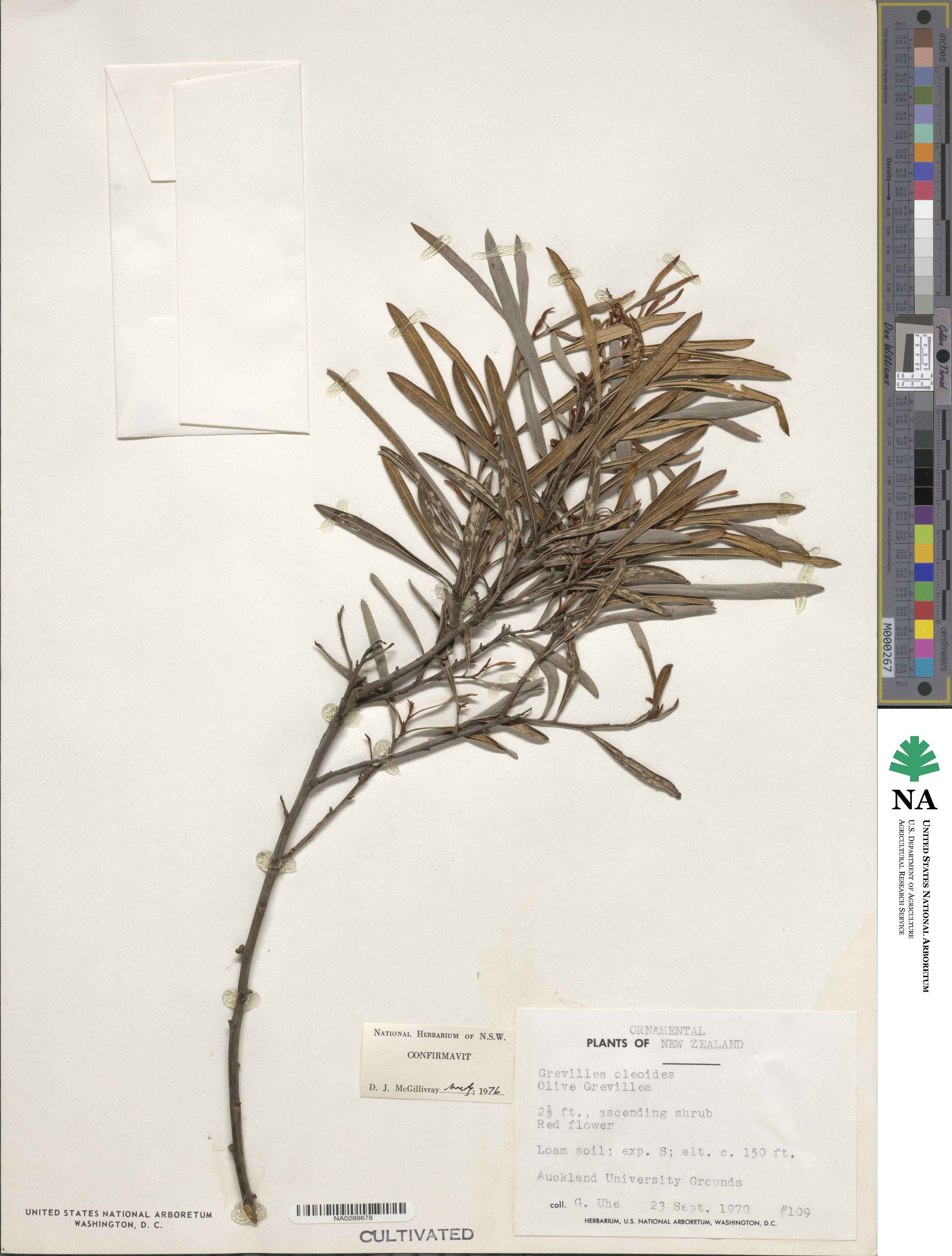 Grevillea oleoides image