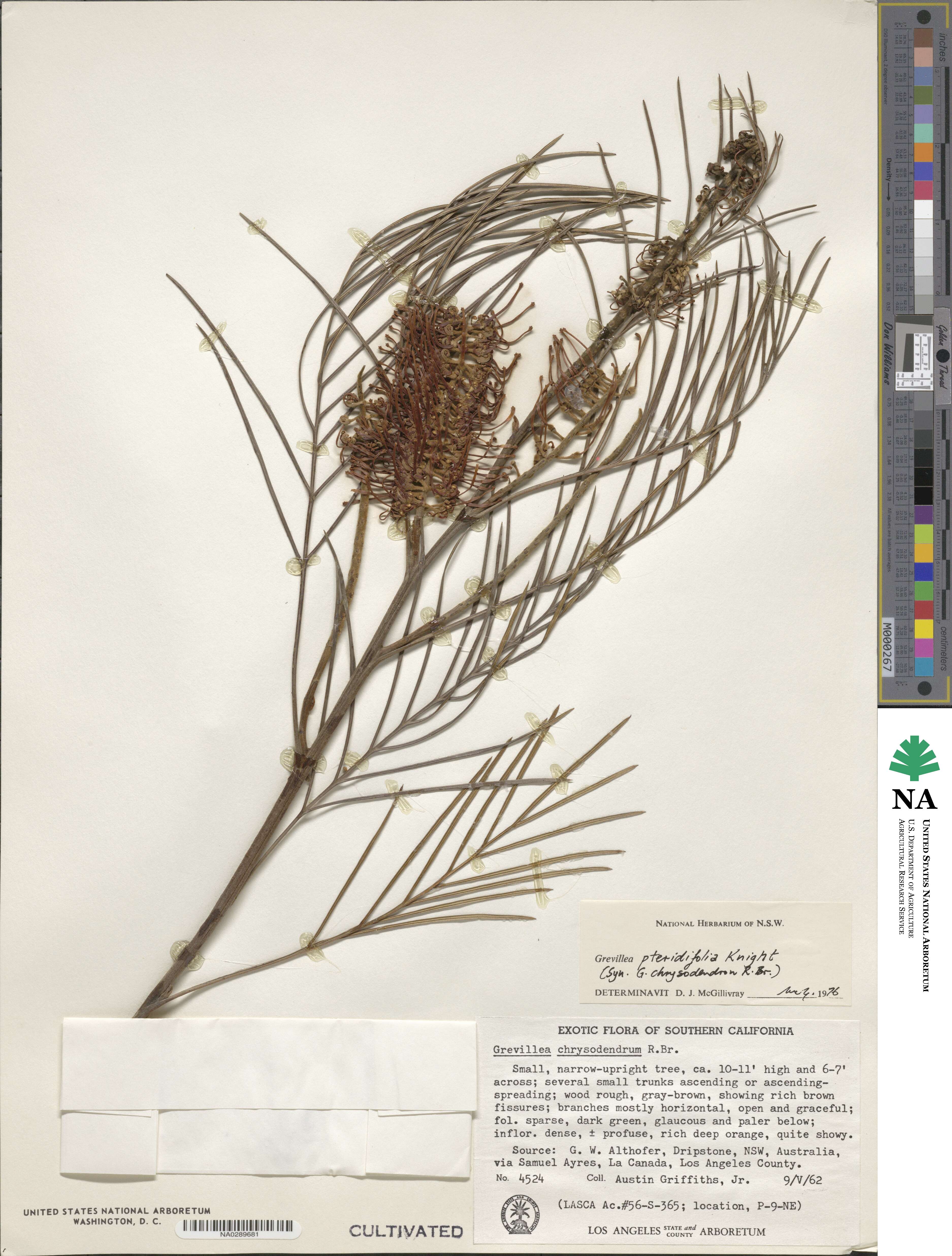 Grevillea pteridifolia image