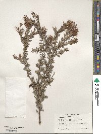 Grevillea sericea image