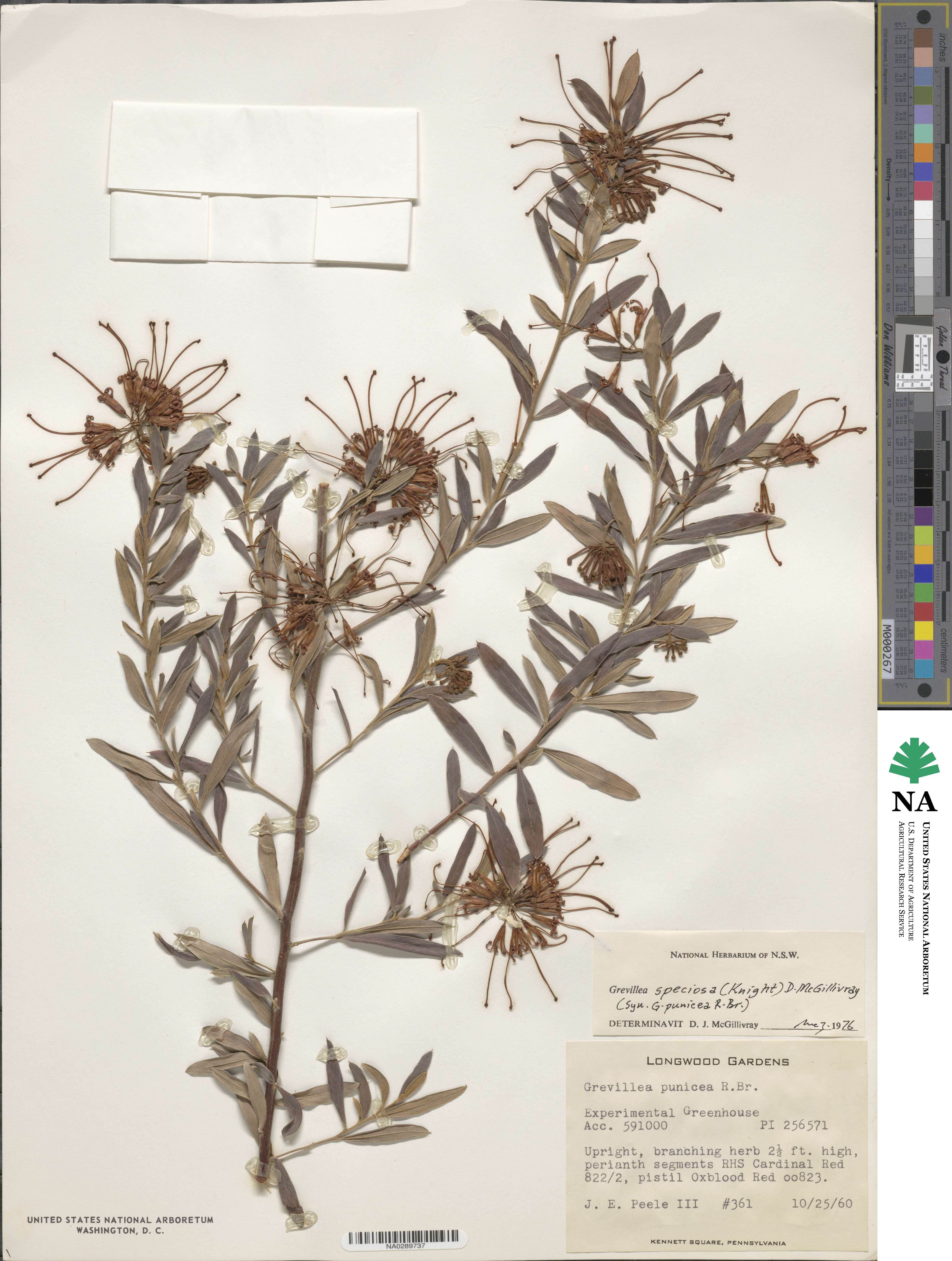 Grevillea speciosa image