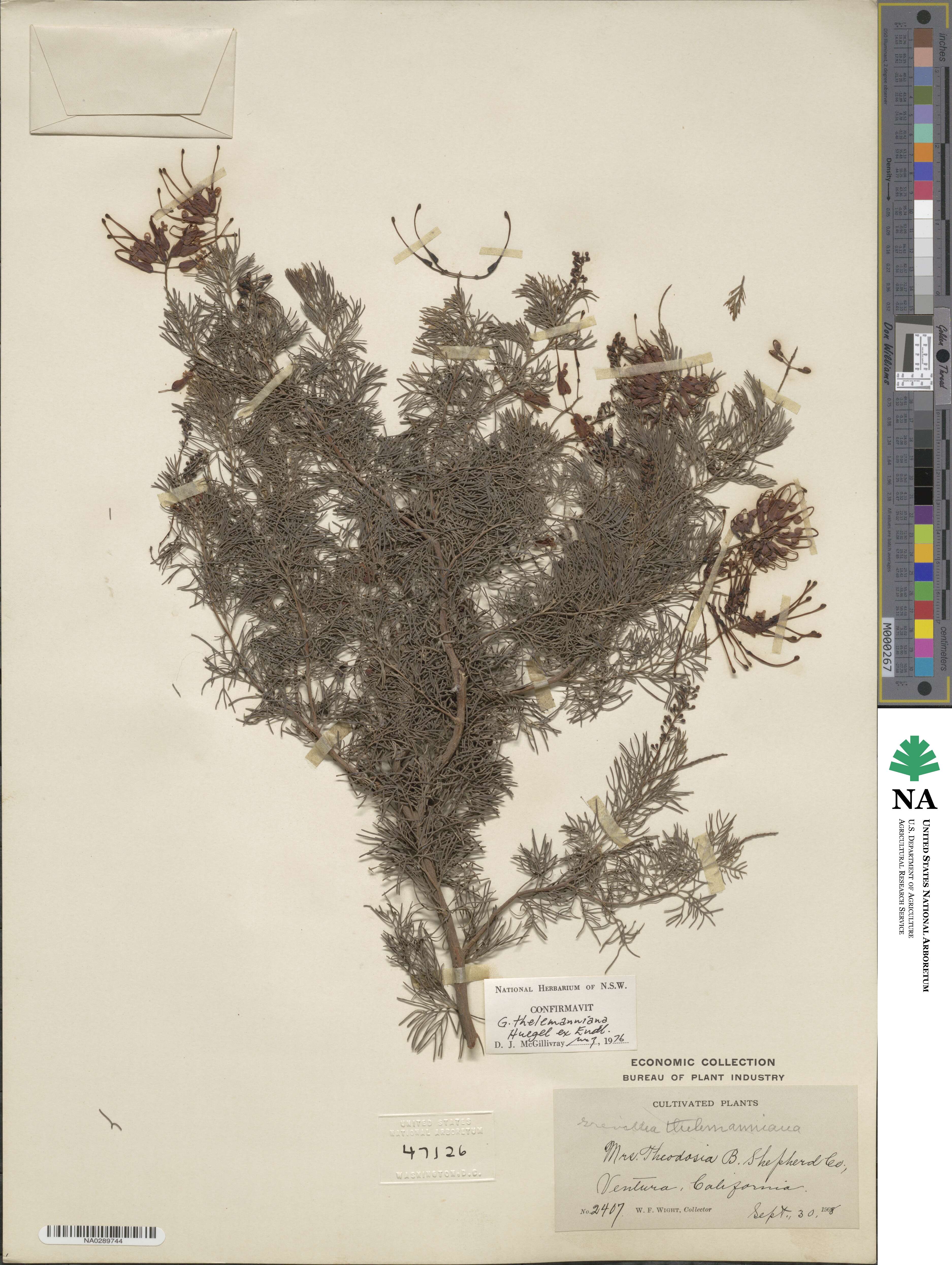 Grevillea thelemanniana image