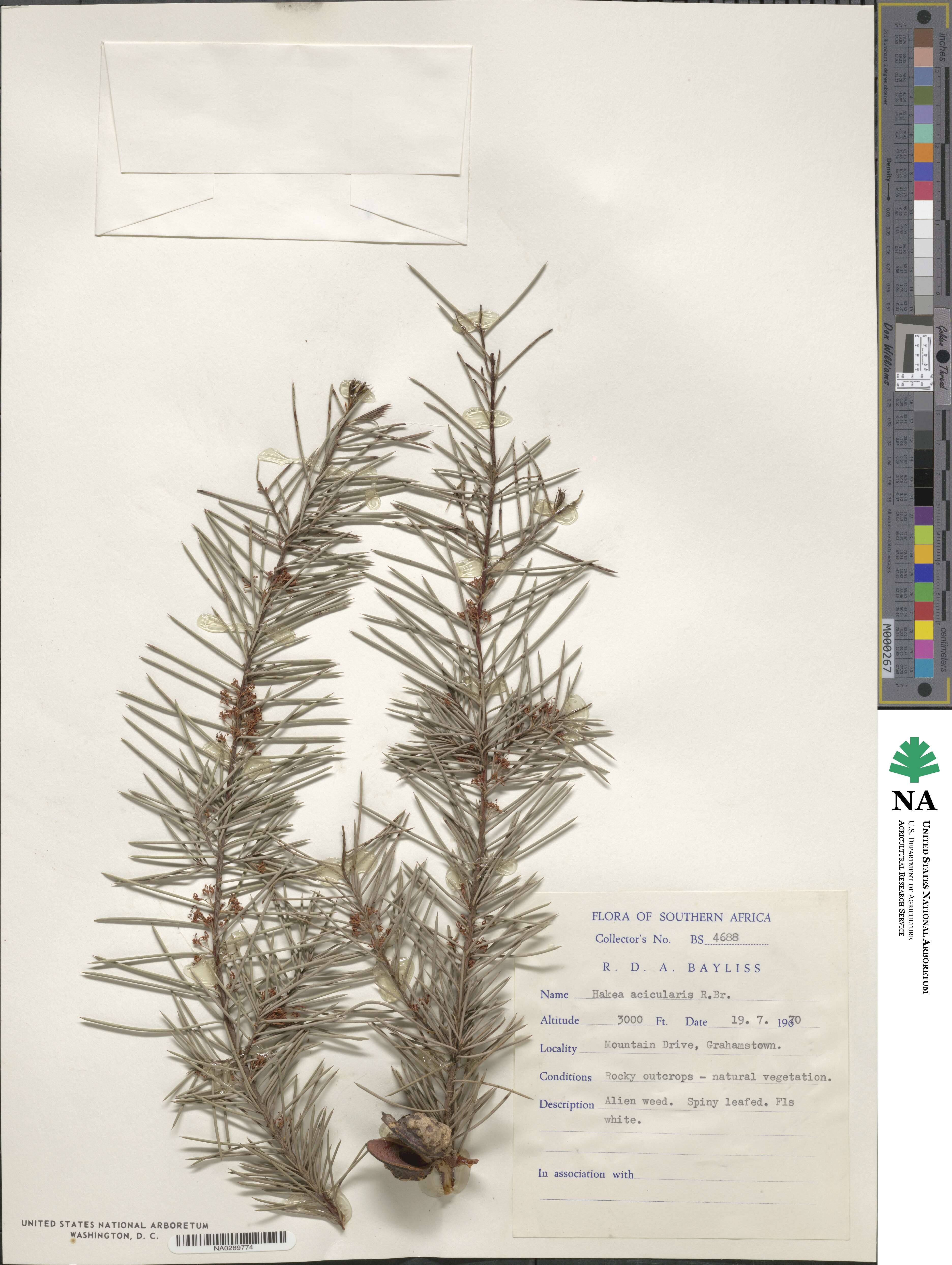 Hakea sericea image