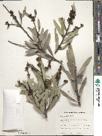 Image of Hakea ambigua