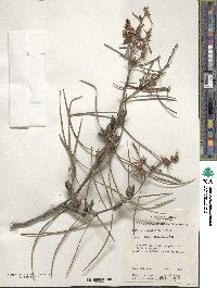 Image of Hakea carinata