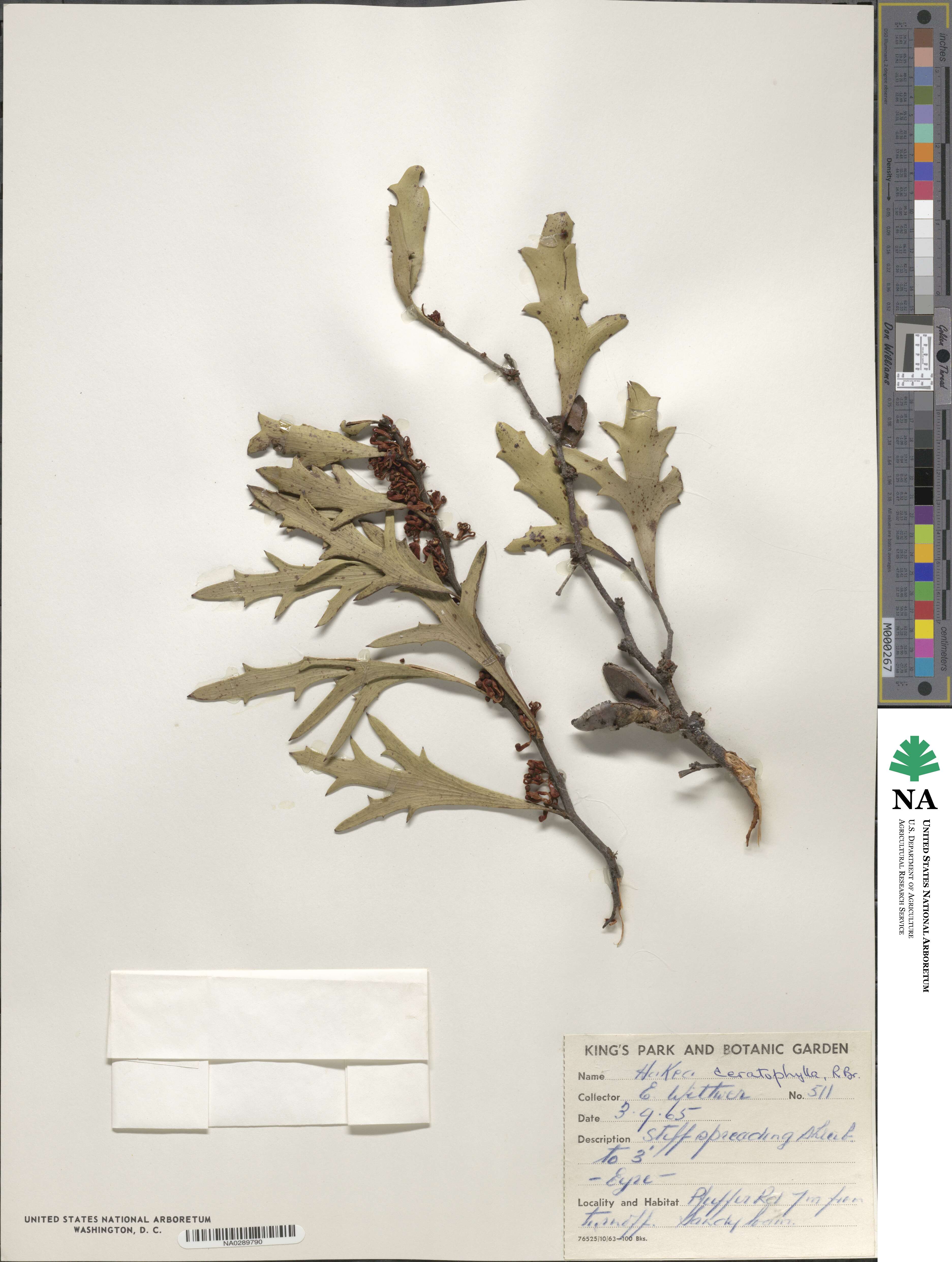 Hakea ceratophylla image
