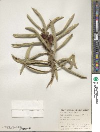 Image of Hakea cinerea