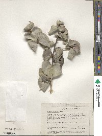 Image of Hakea conchifolia