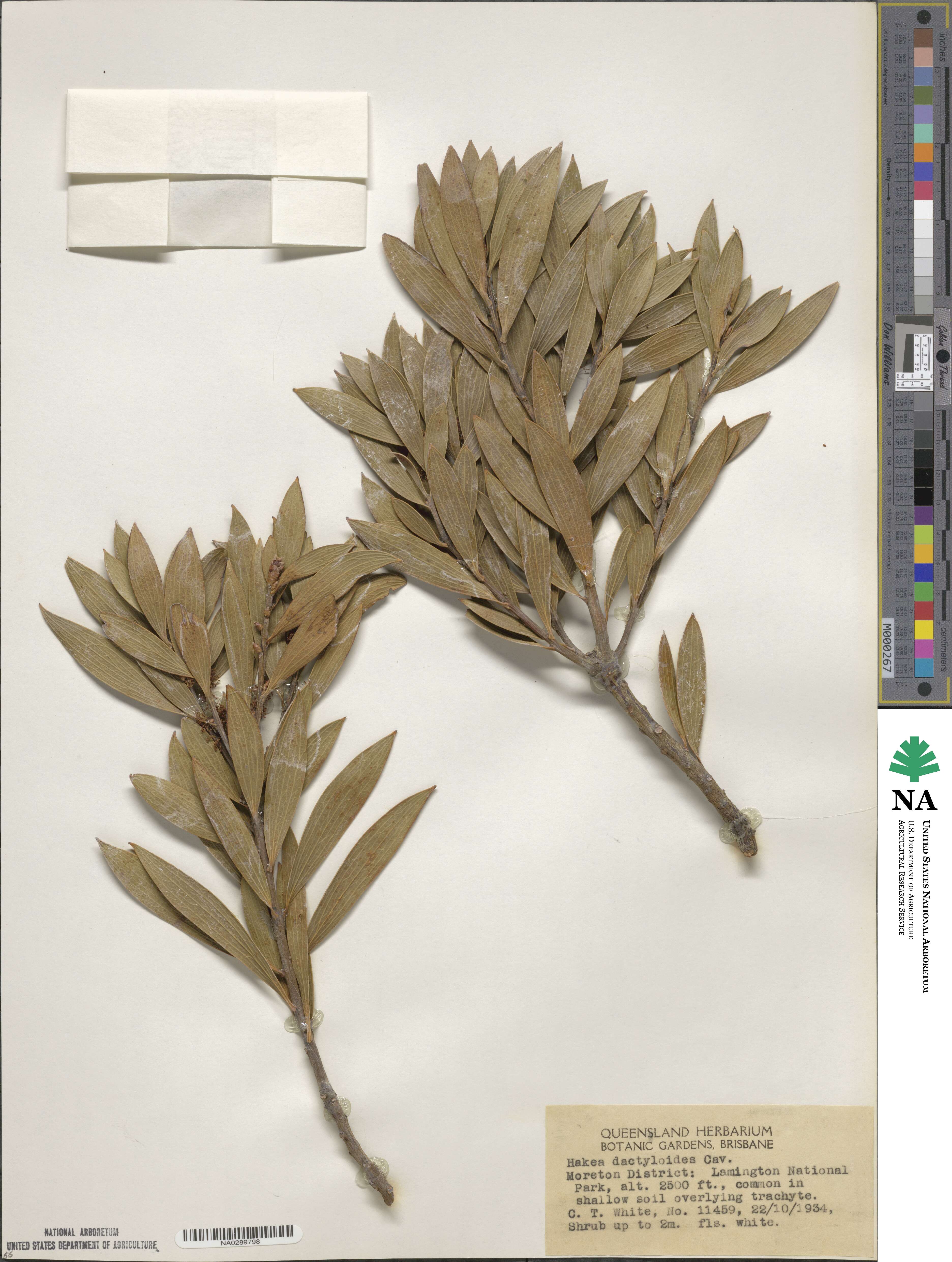 Hakea dactyloides image