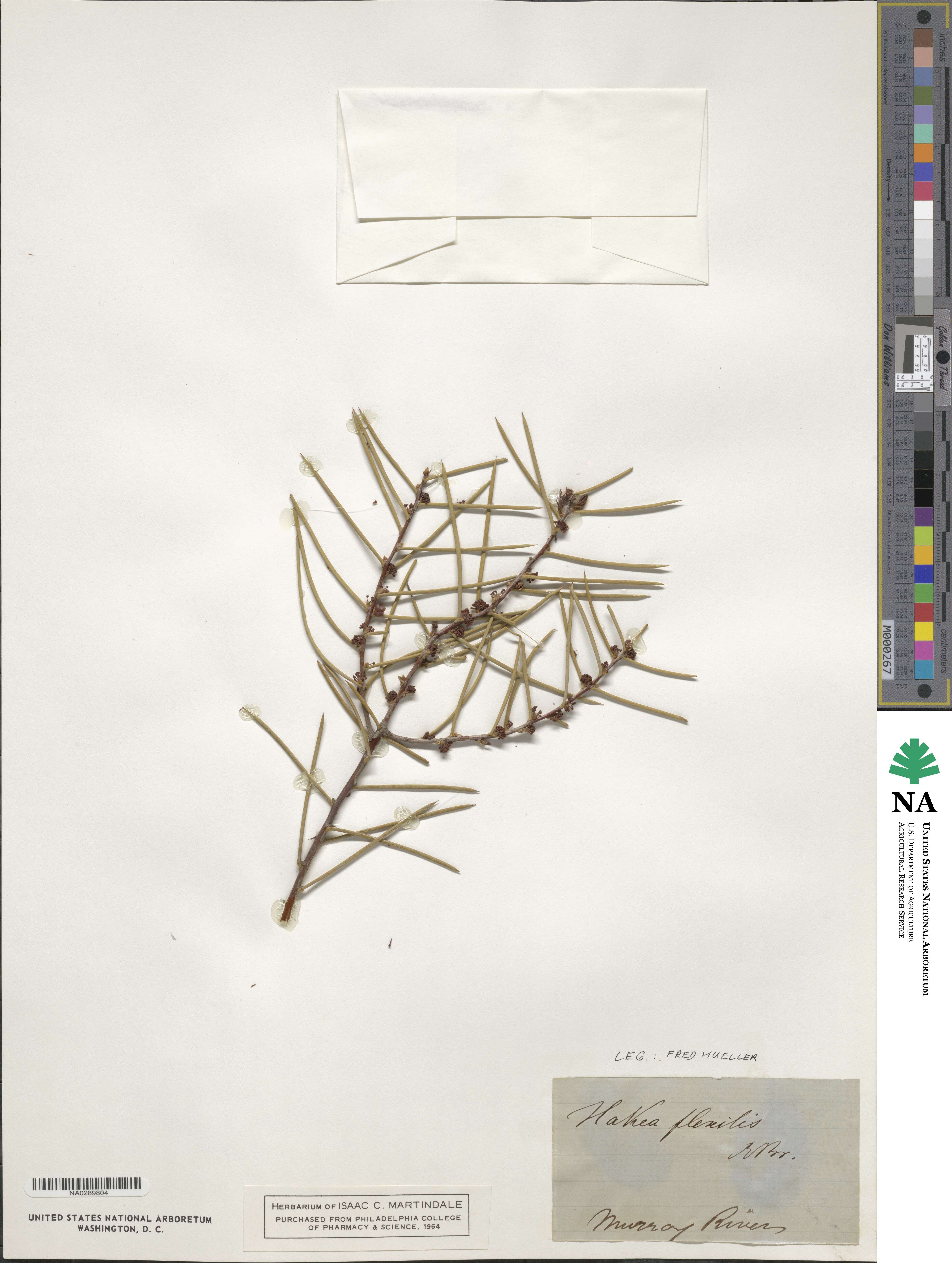 Hakea flexilis image
