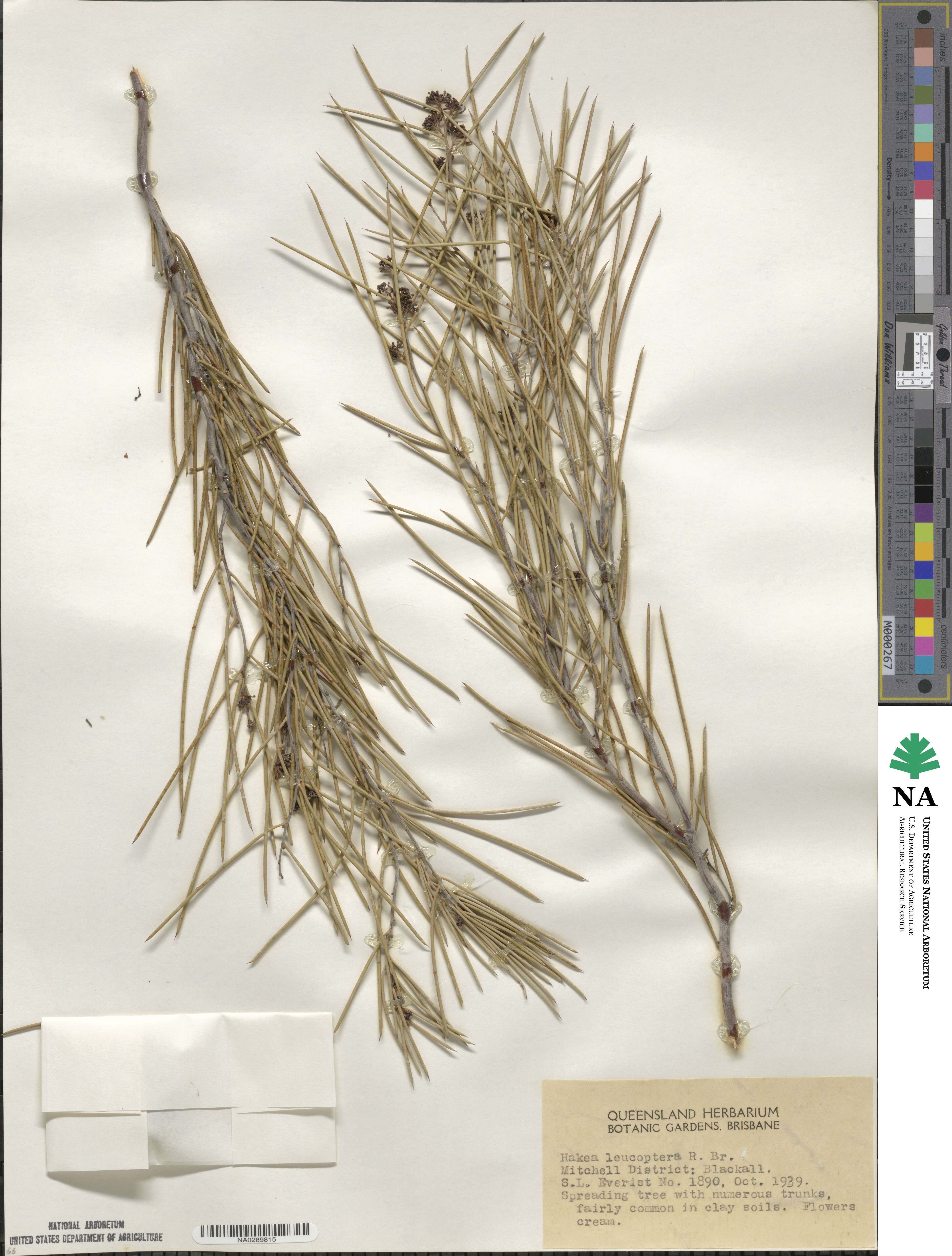 Hakea leucoptera image