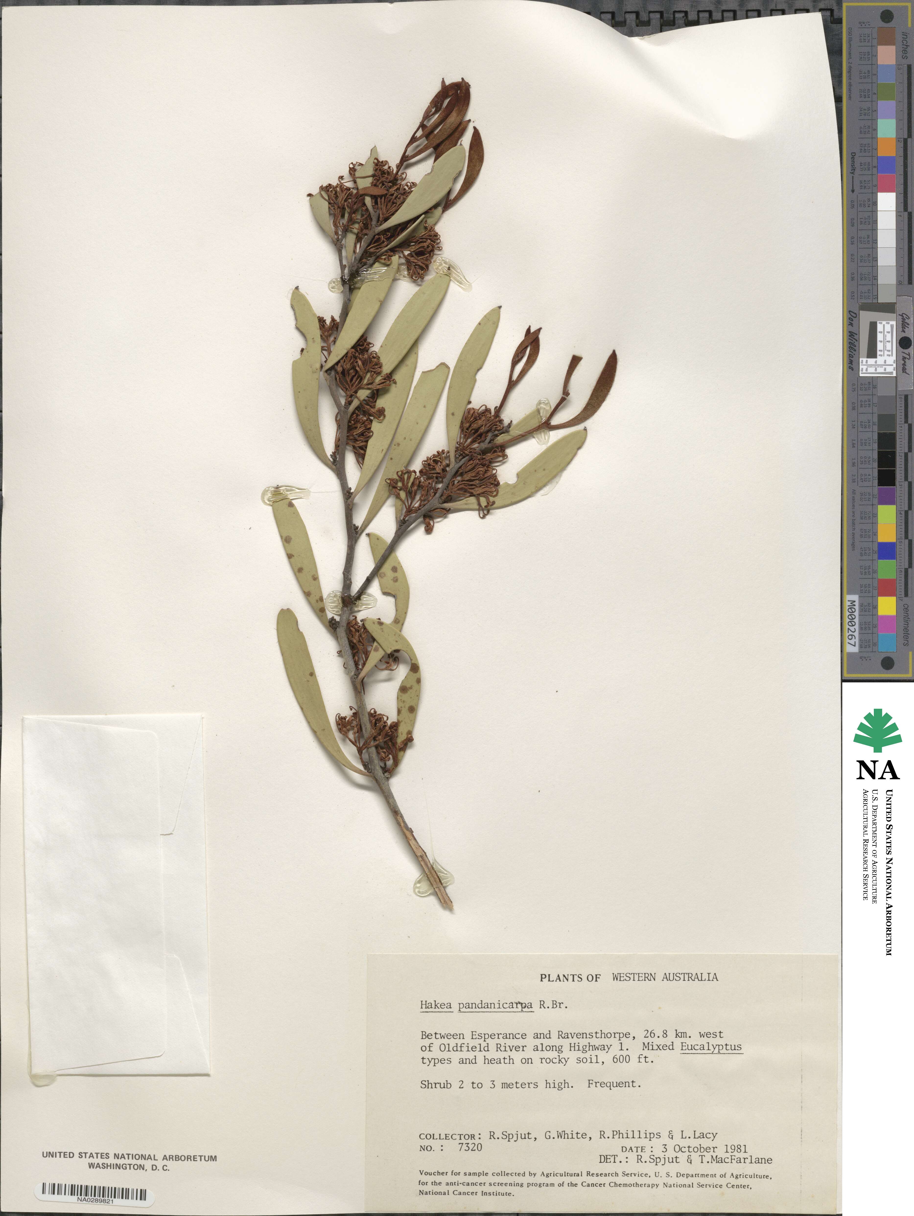 Hakea pandanicarpa image