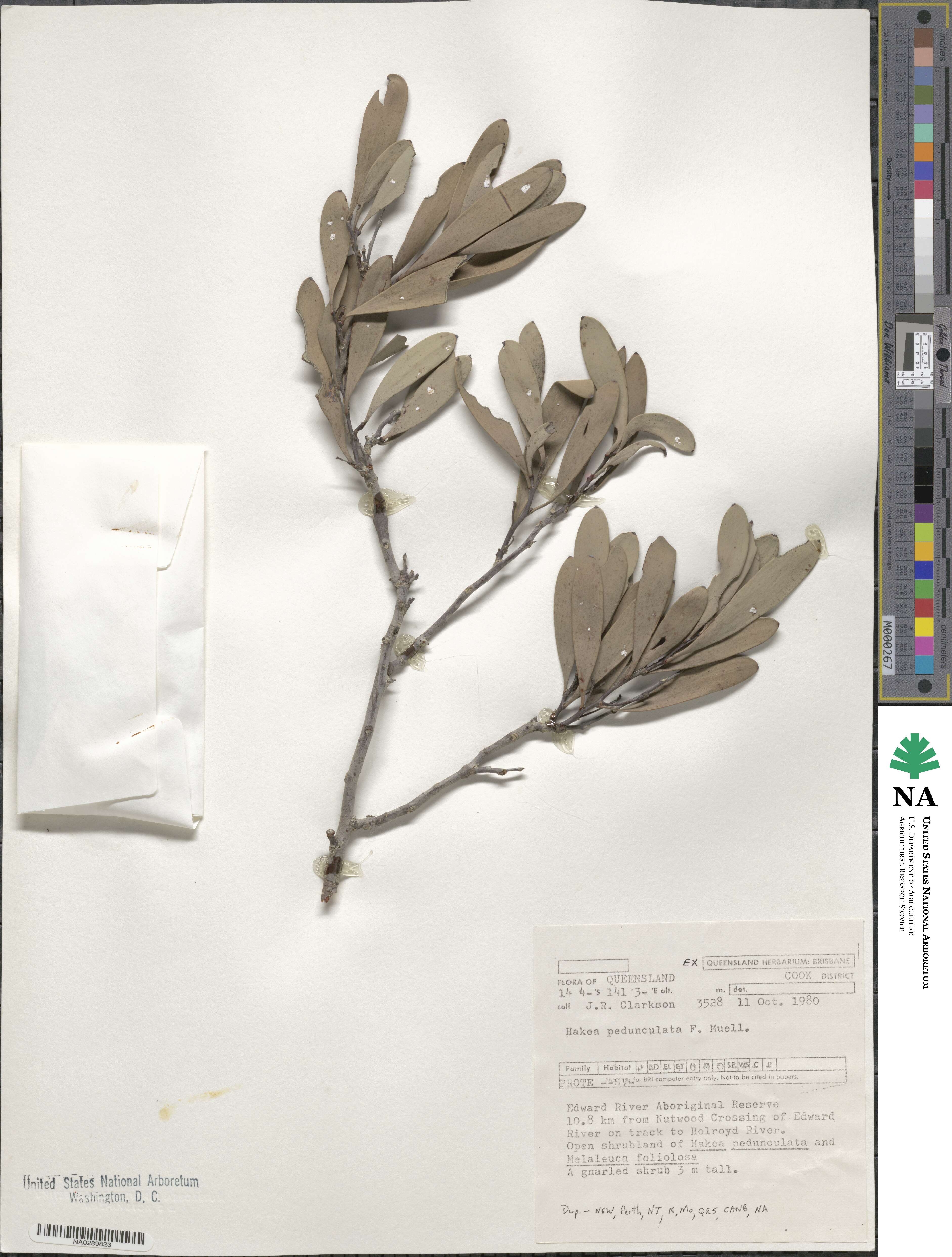 Hakea pedunculata image