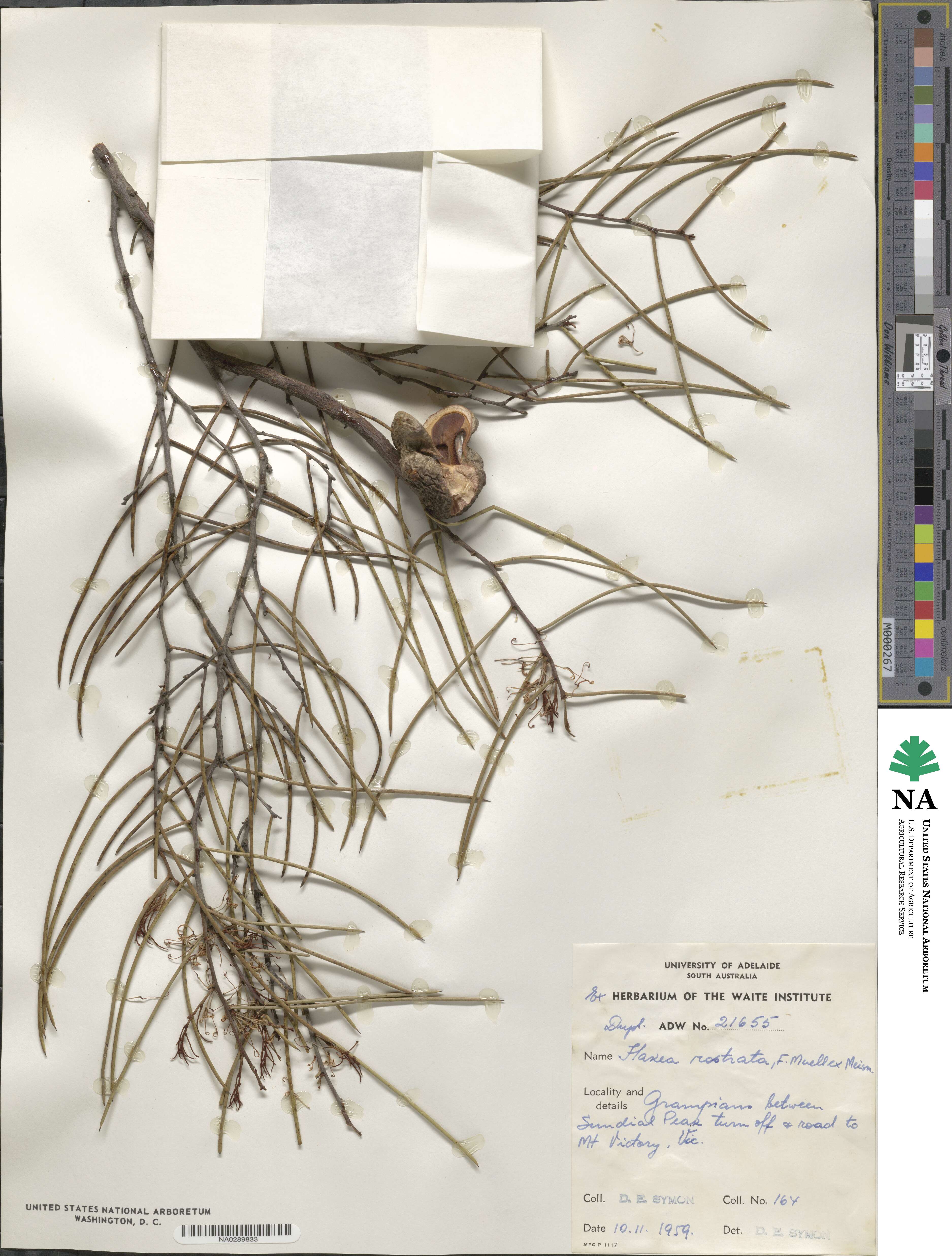 Hakea pritzelii image