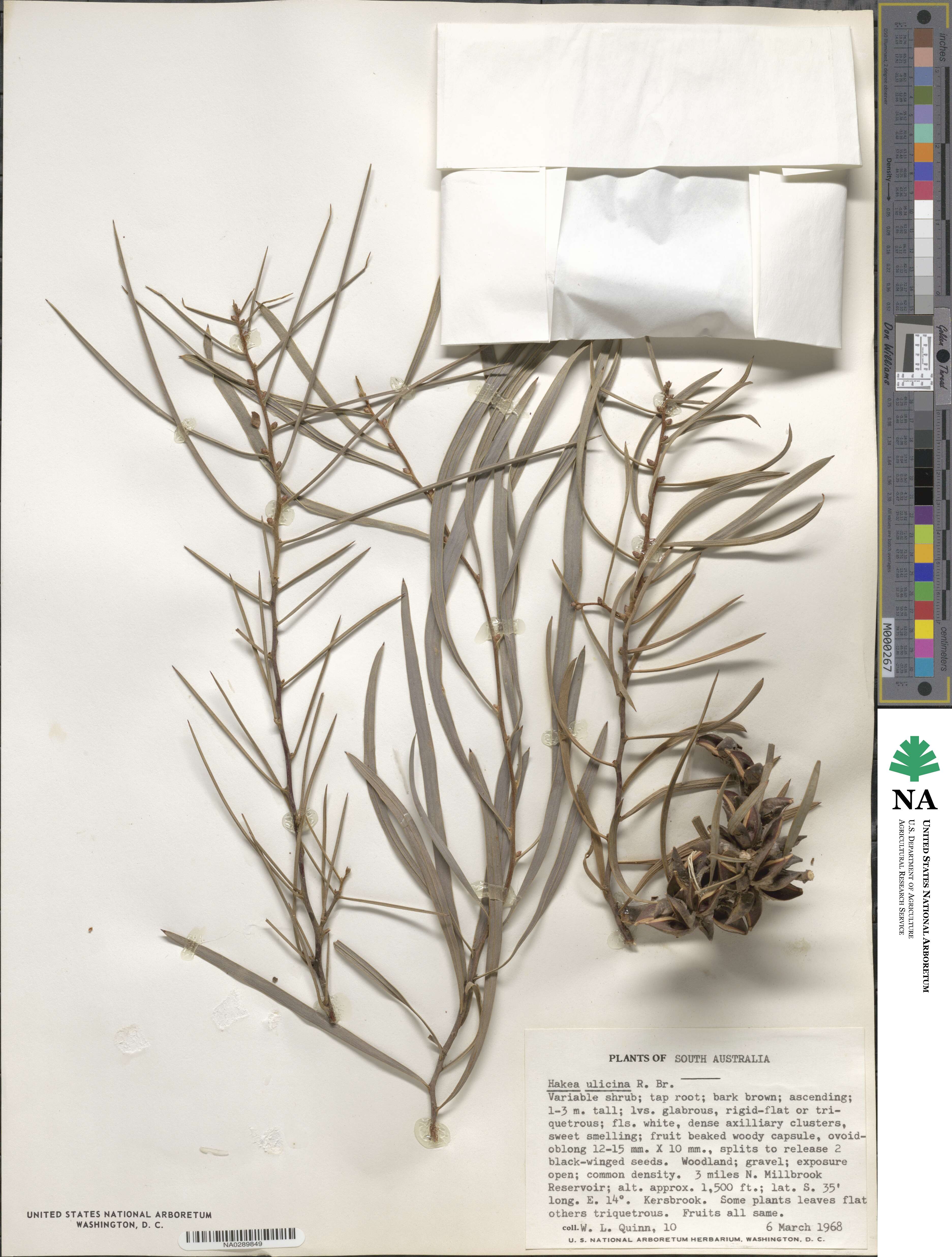 Hakea image