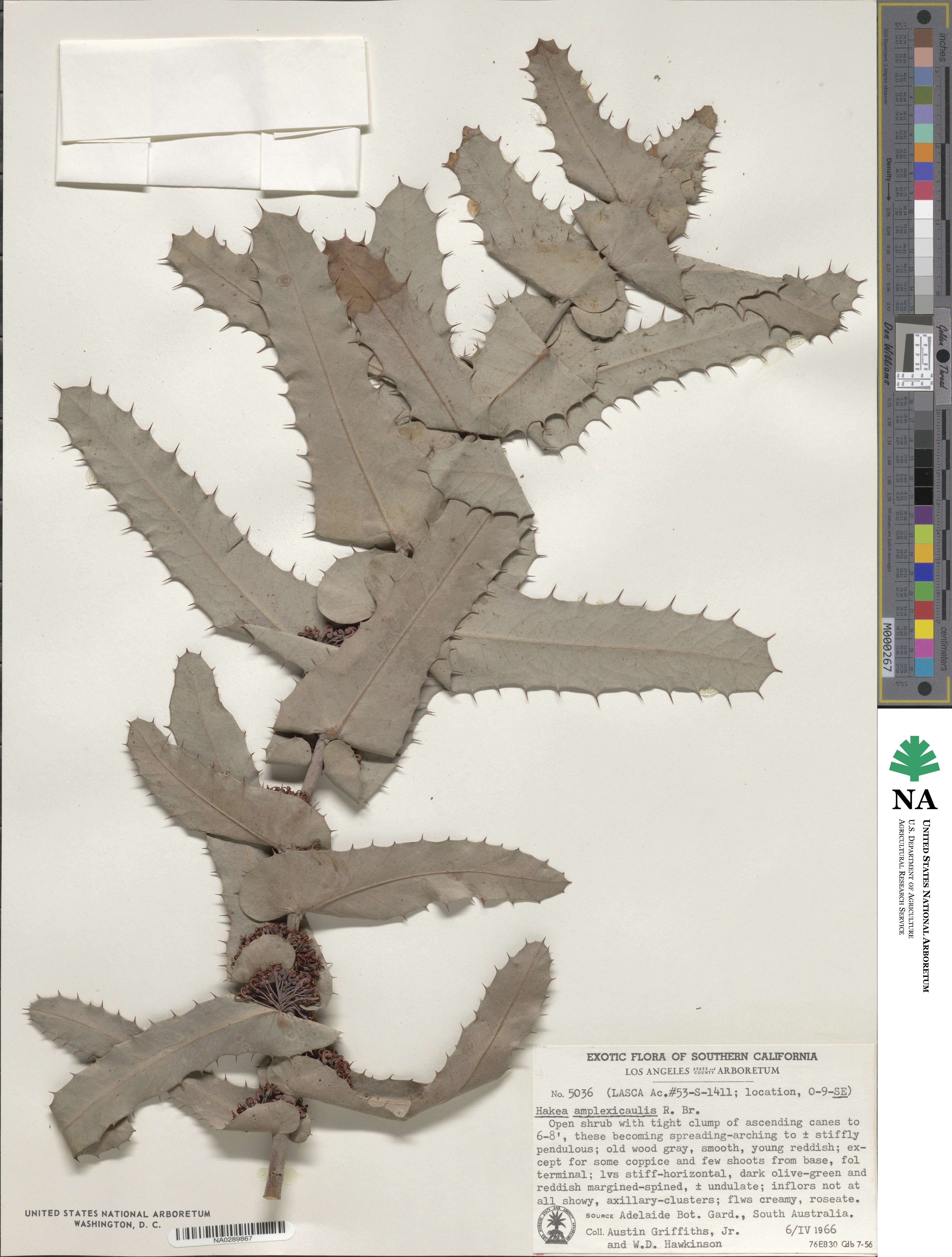 Hakea amplexicaulis image