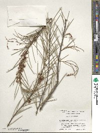 Image of Hakea brachyptera