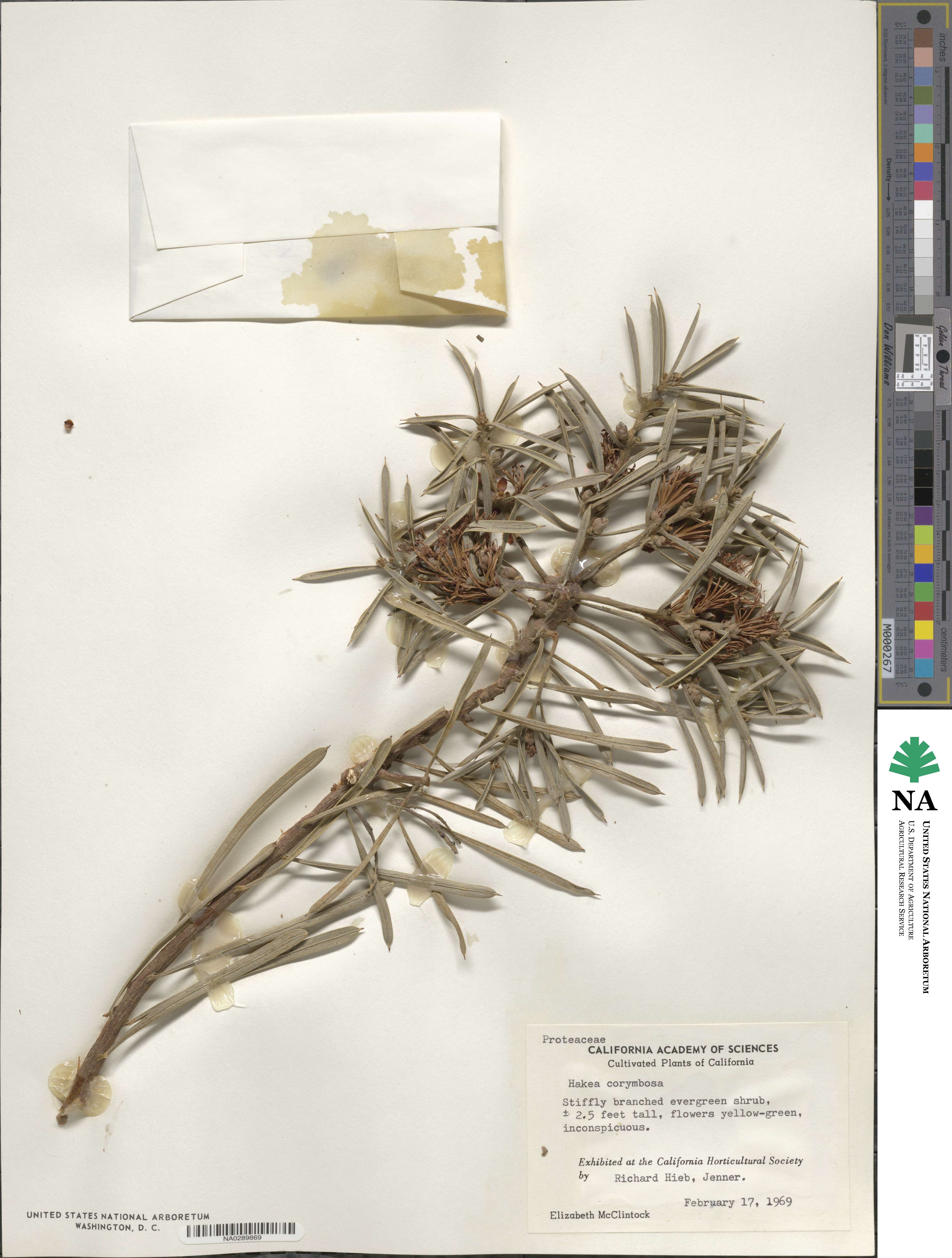Hakea corymbosa image
