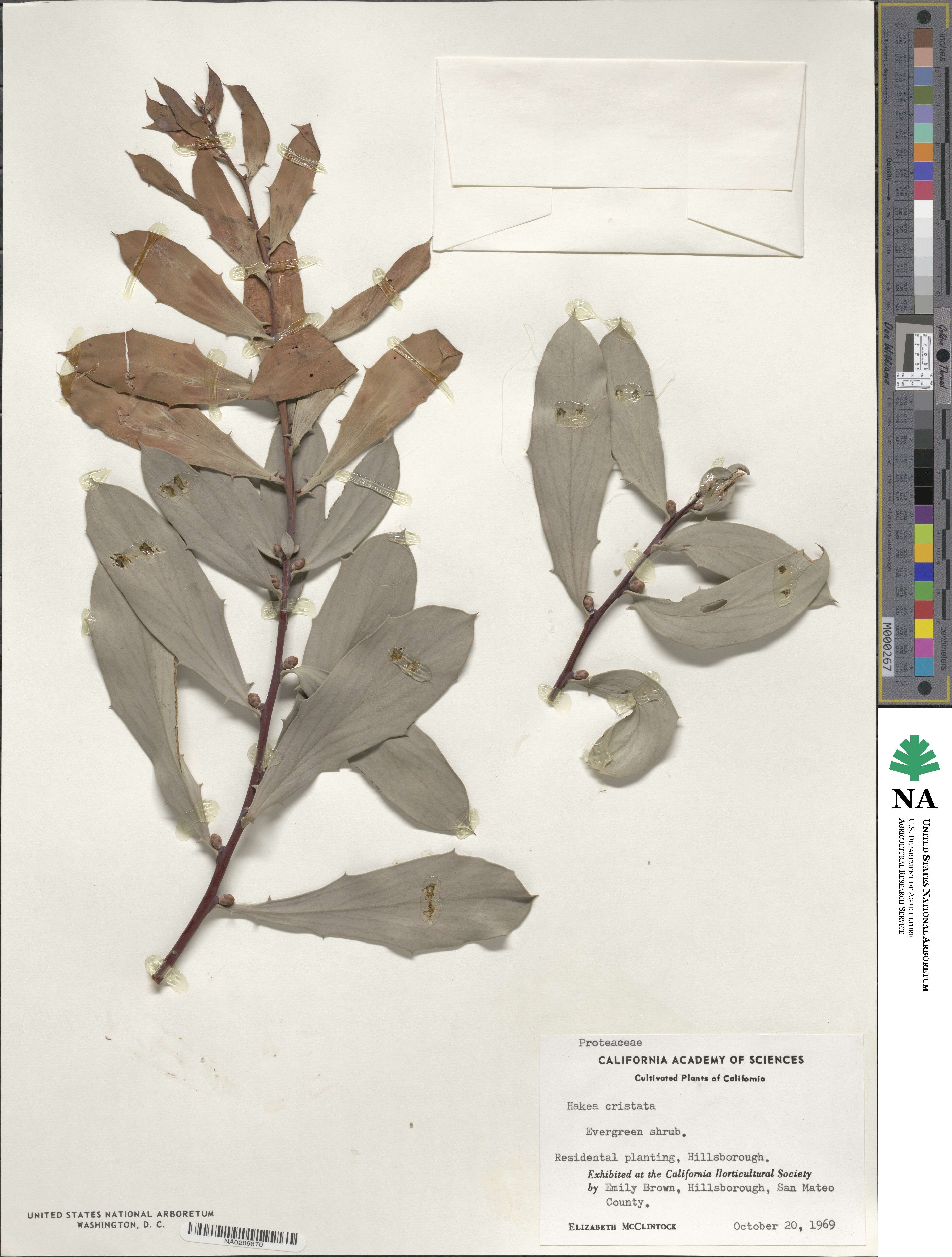 Hakea cristata image